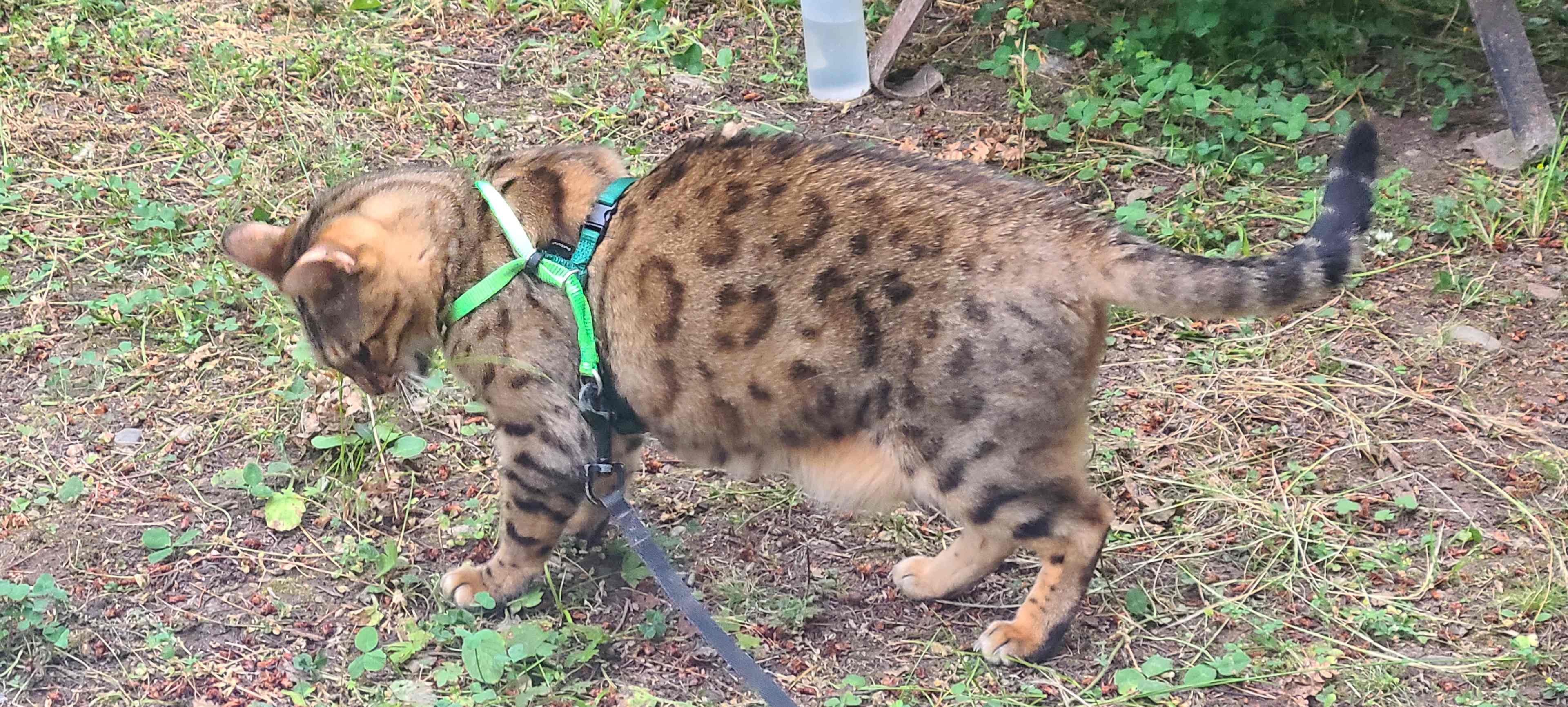 Dottie my blind cat