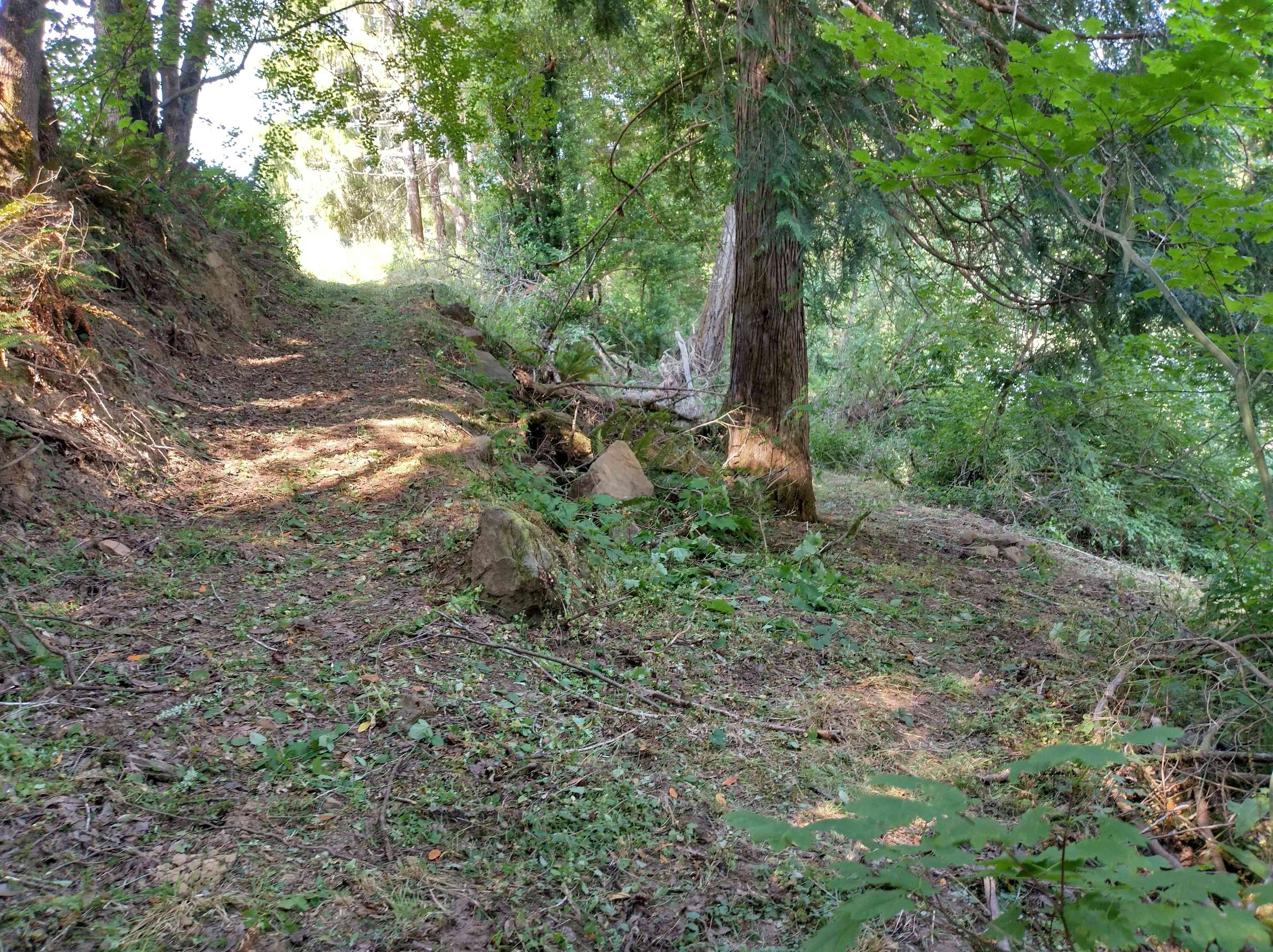 A view looking from a tent spot towards the trail down from the road and the fire pit under the tree