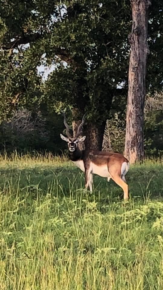 Valkyrie Ranch