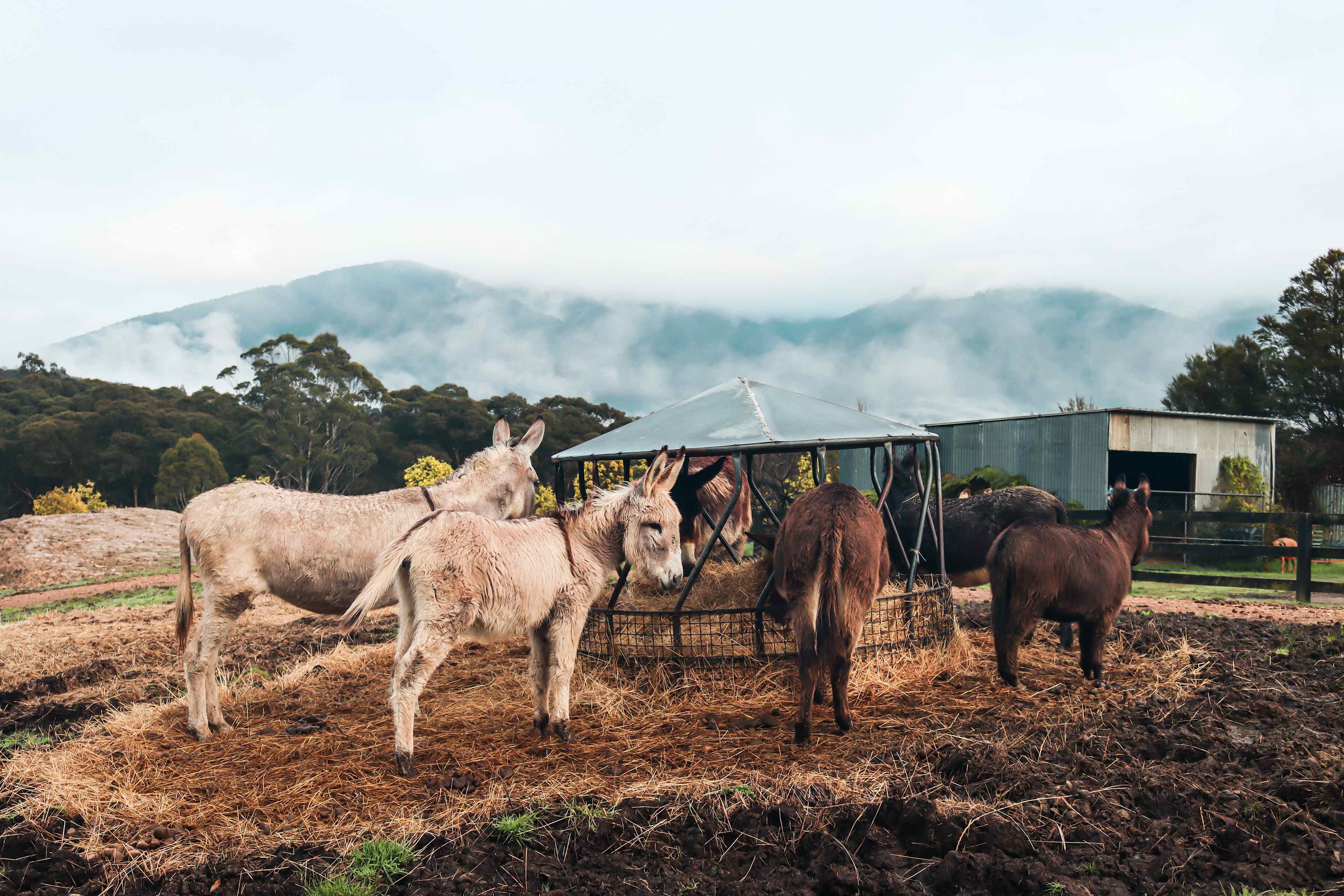 Iron Brook Donkey Farm
