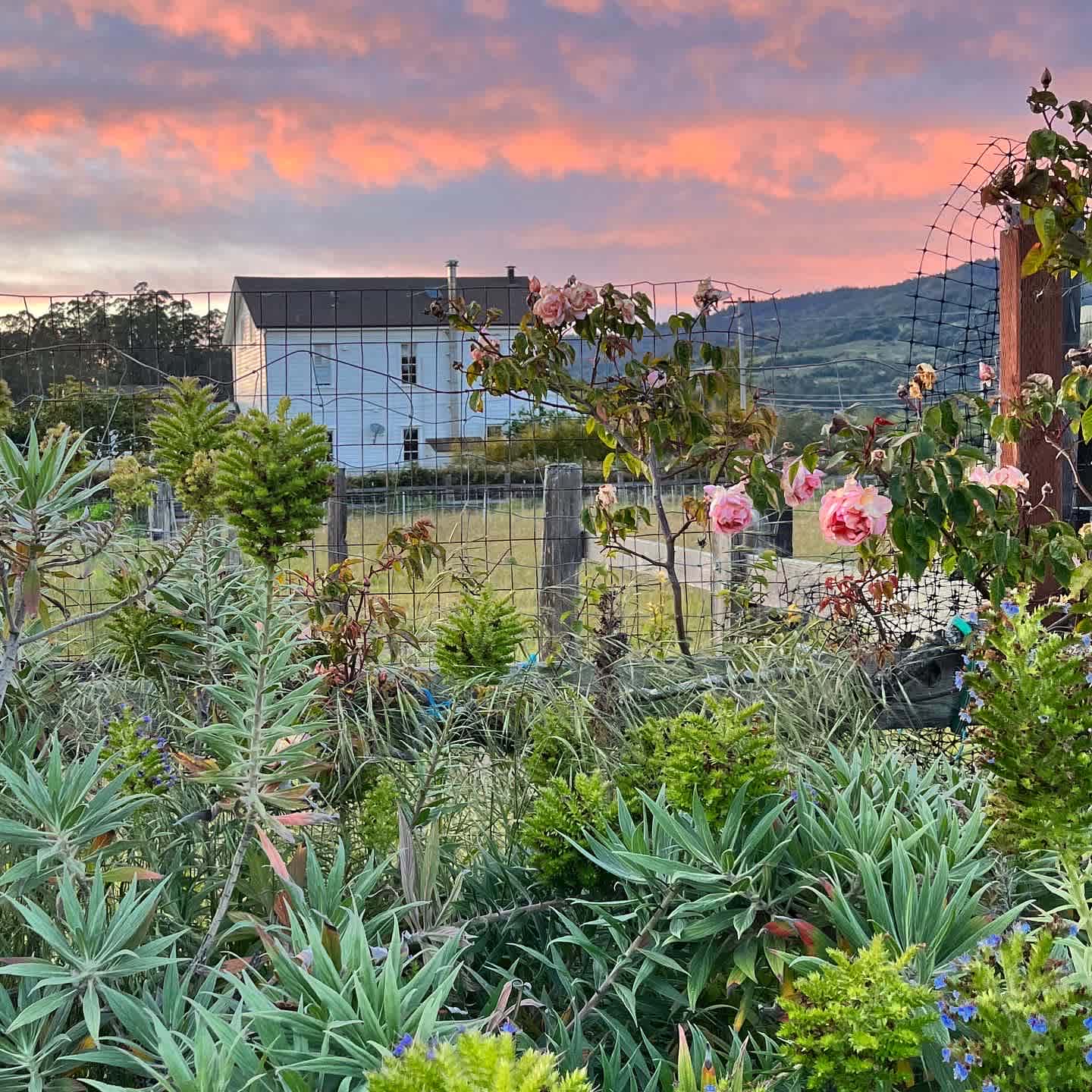 Sunset views from the farm. Mid Summer