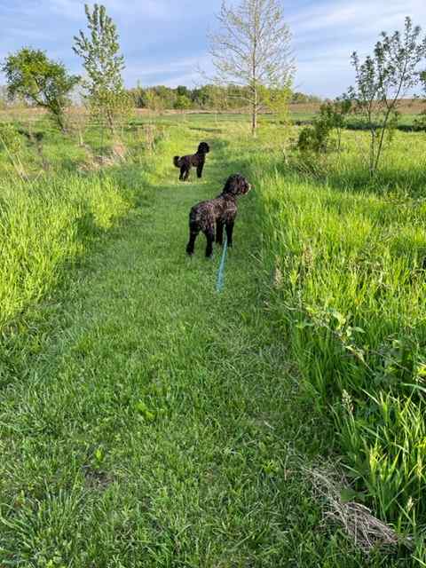 Pets allowed on leash by buildings, off lease on the trails.  These two live on the property.