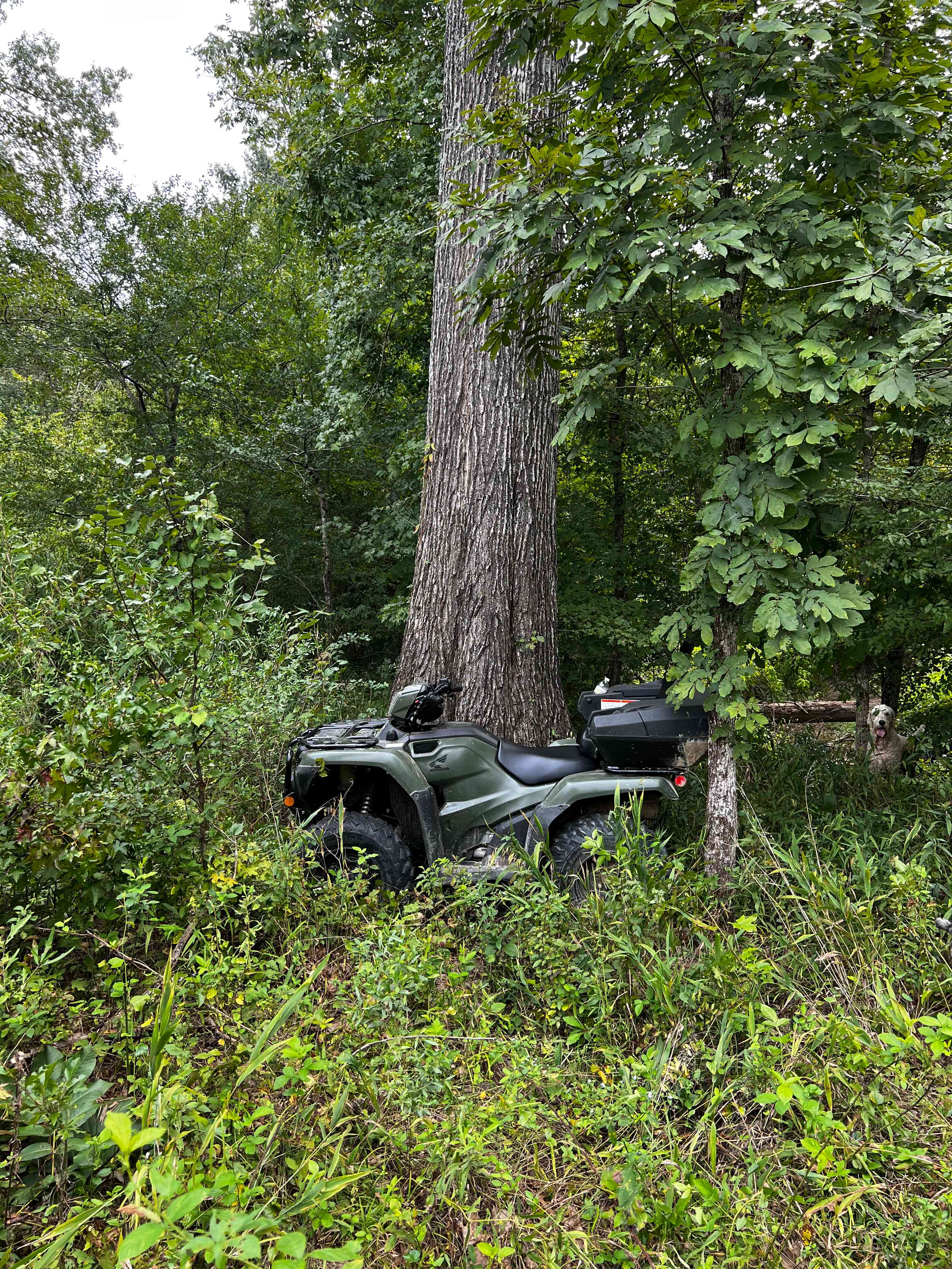 One of our oak trees that’ll never be cut down. 