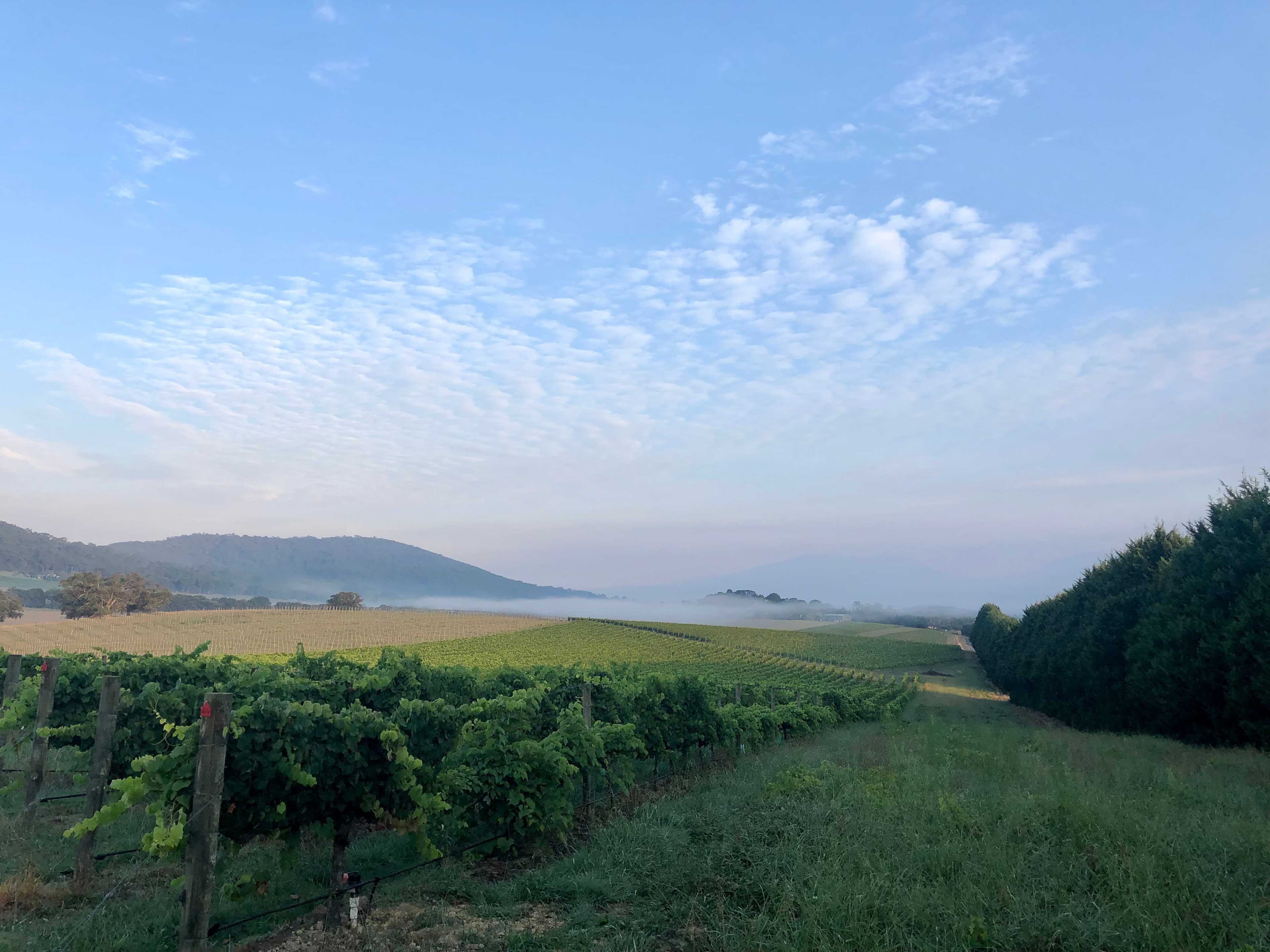 Summerhill Vineyard