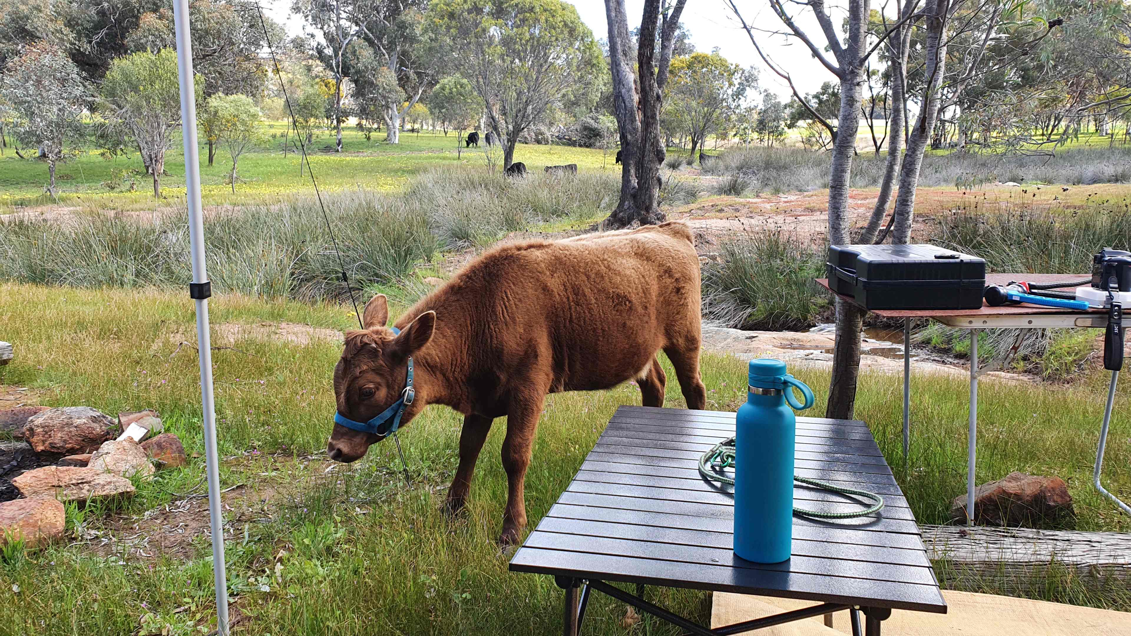 Avonbrook Wheatbelt creekside camp
