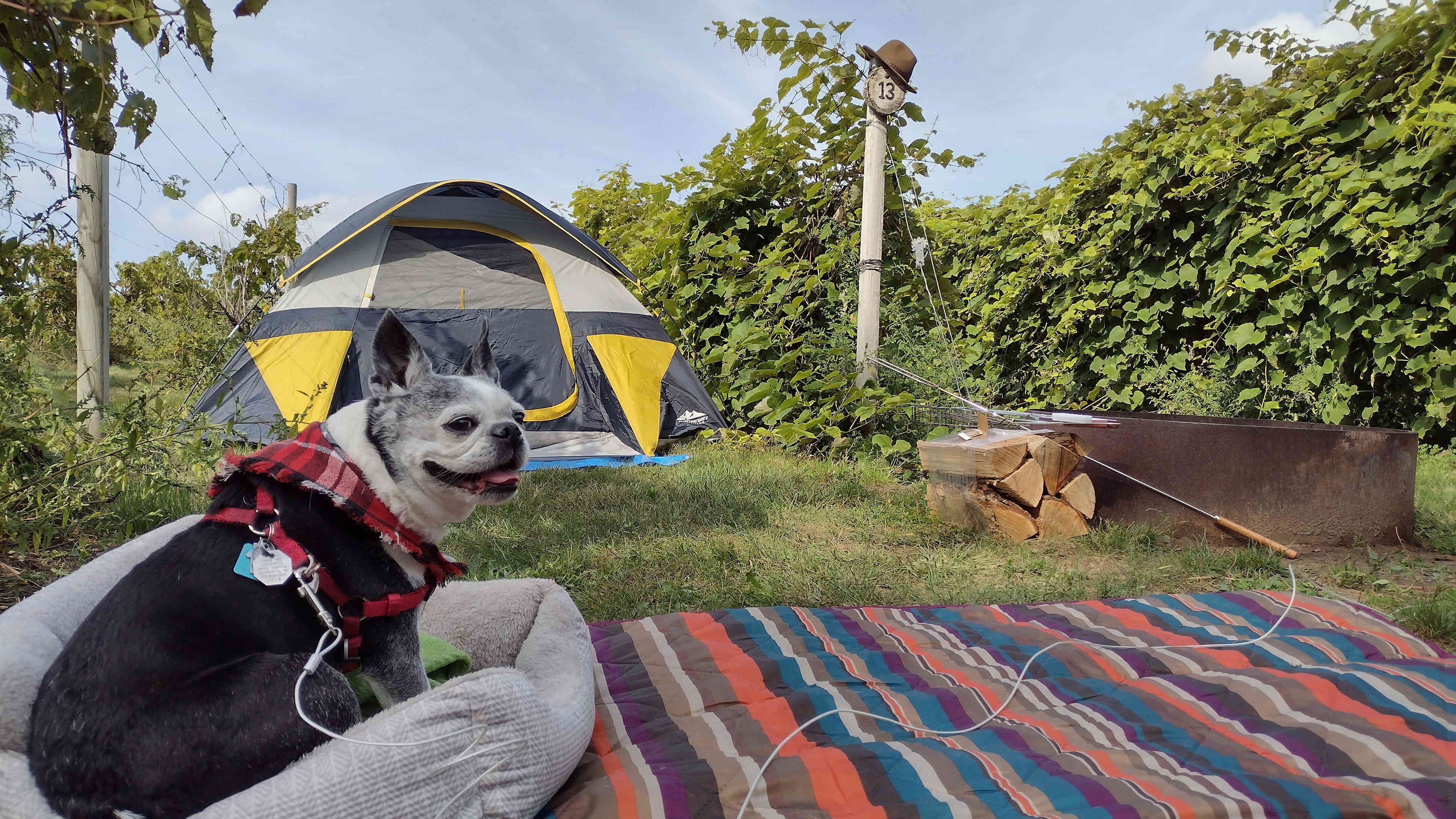 Wild Vines Campground