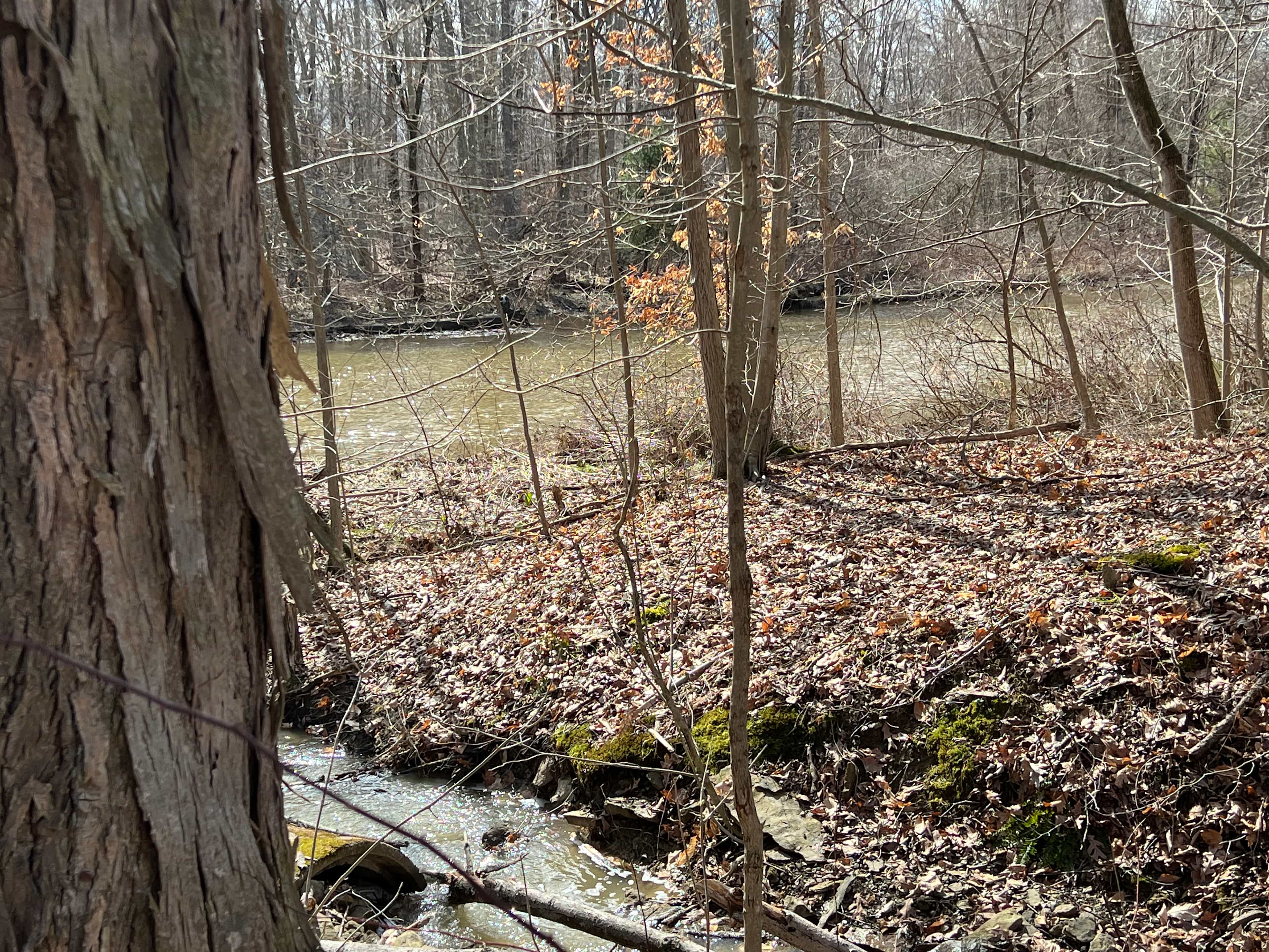 Hickory tree on the shore of our stream we call Rainbow Brook. A seasonal waterfall is steps away.