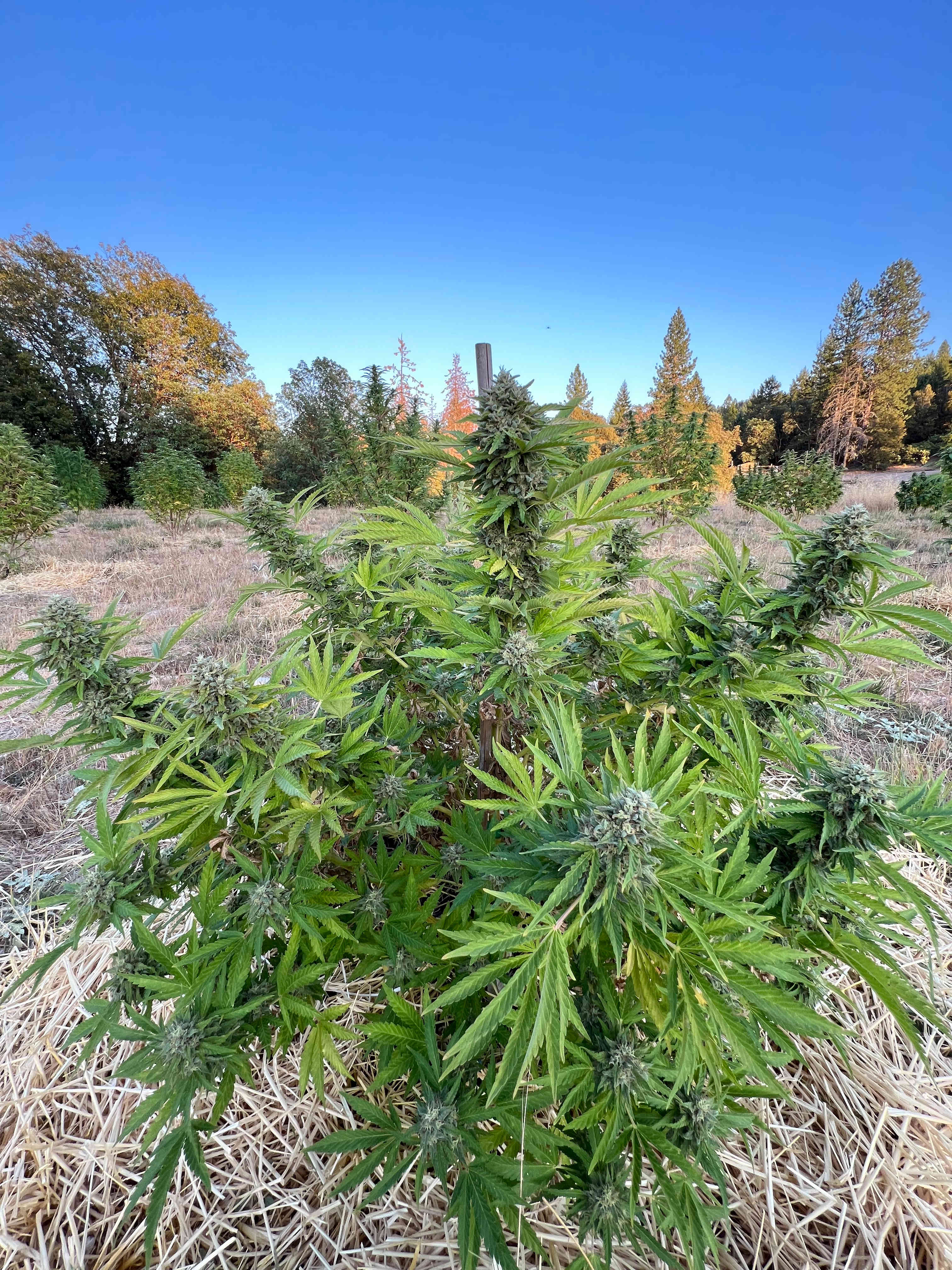 Cannabis in nature 