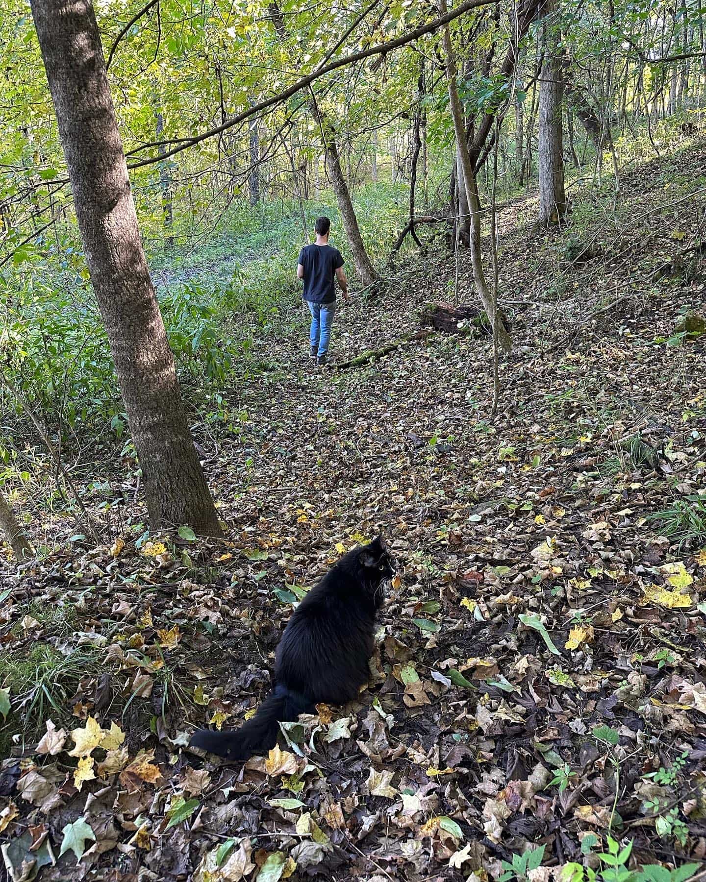 Part of our trail. Our cabin cat Leo is not on the property full time. He lives with us! 