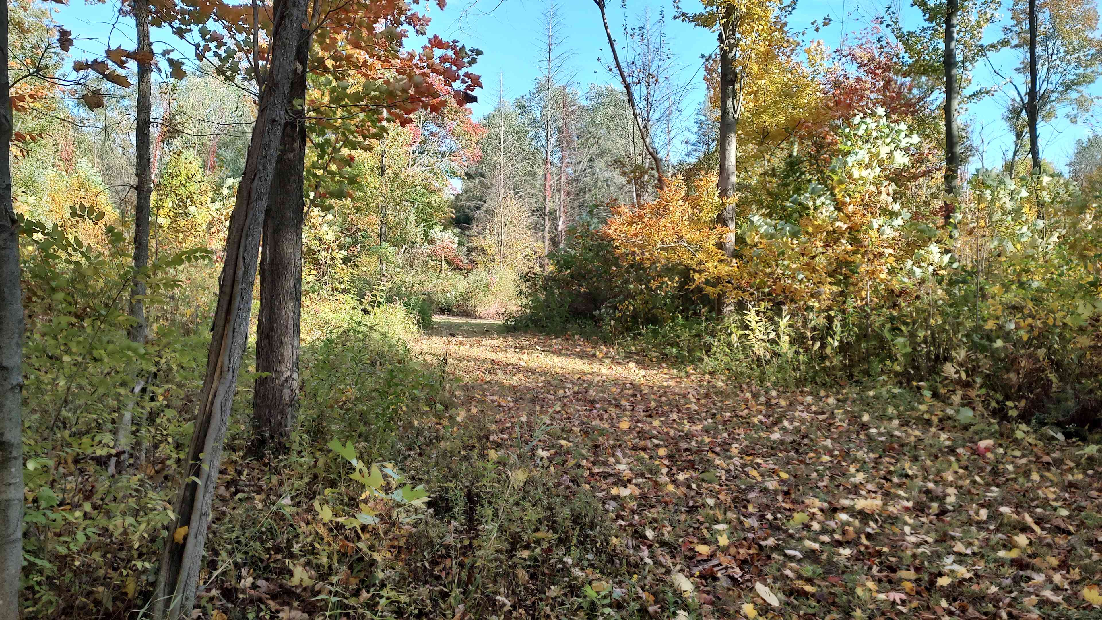Future site of Little Creek Camp