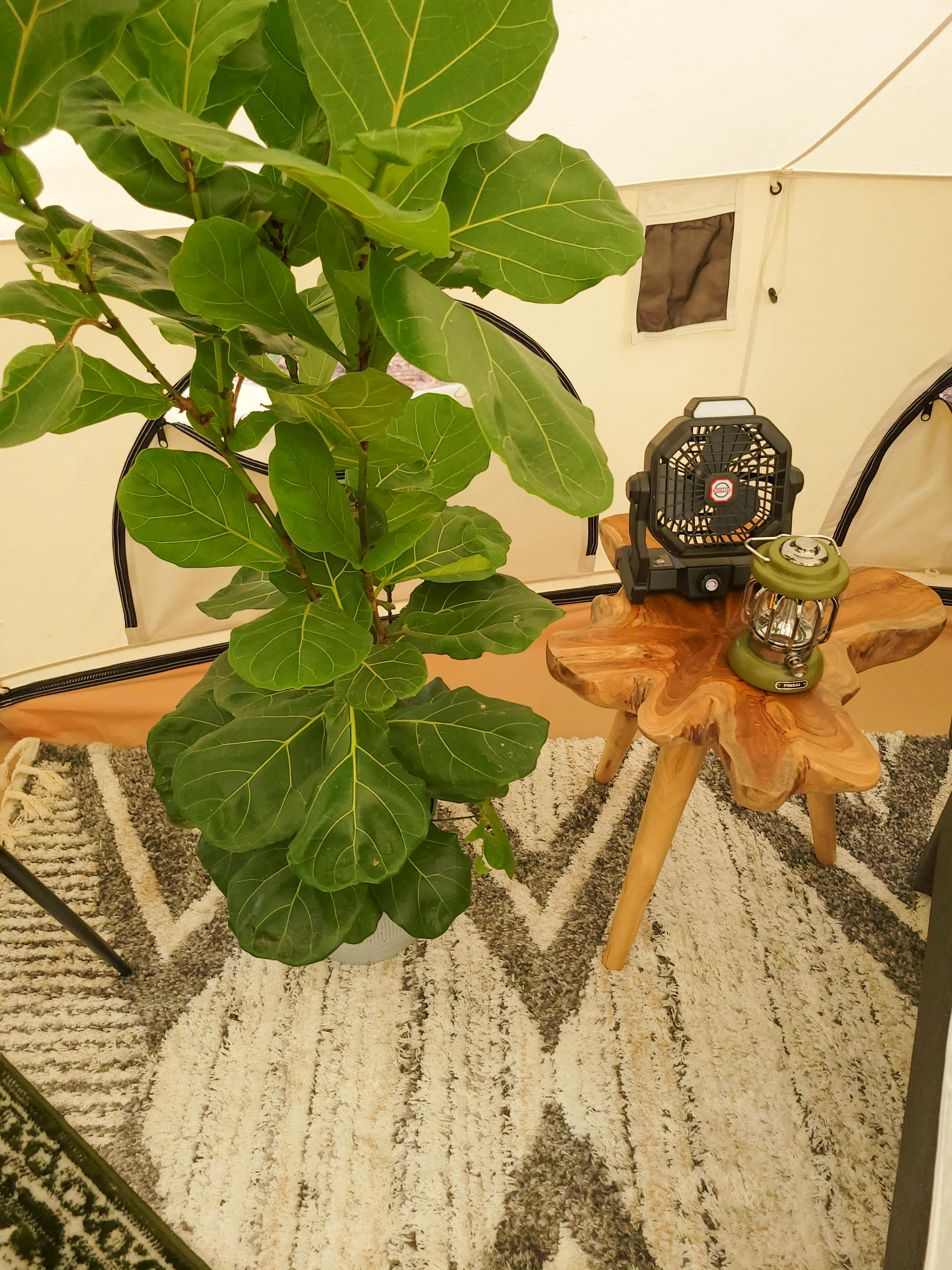 The Fern Getaway