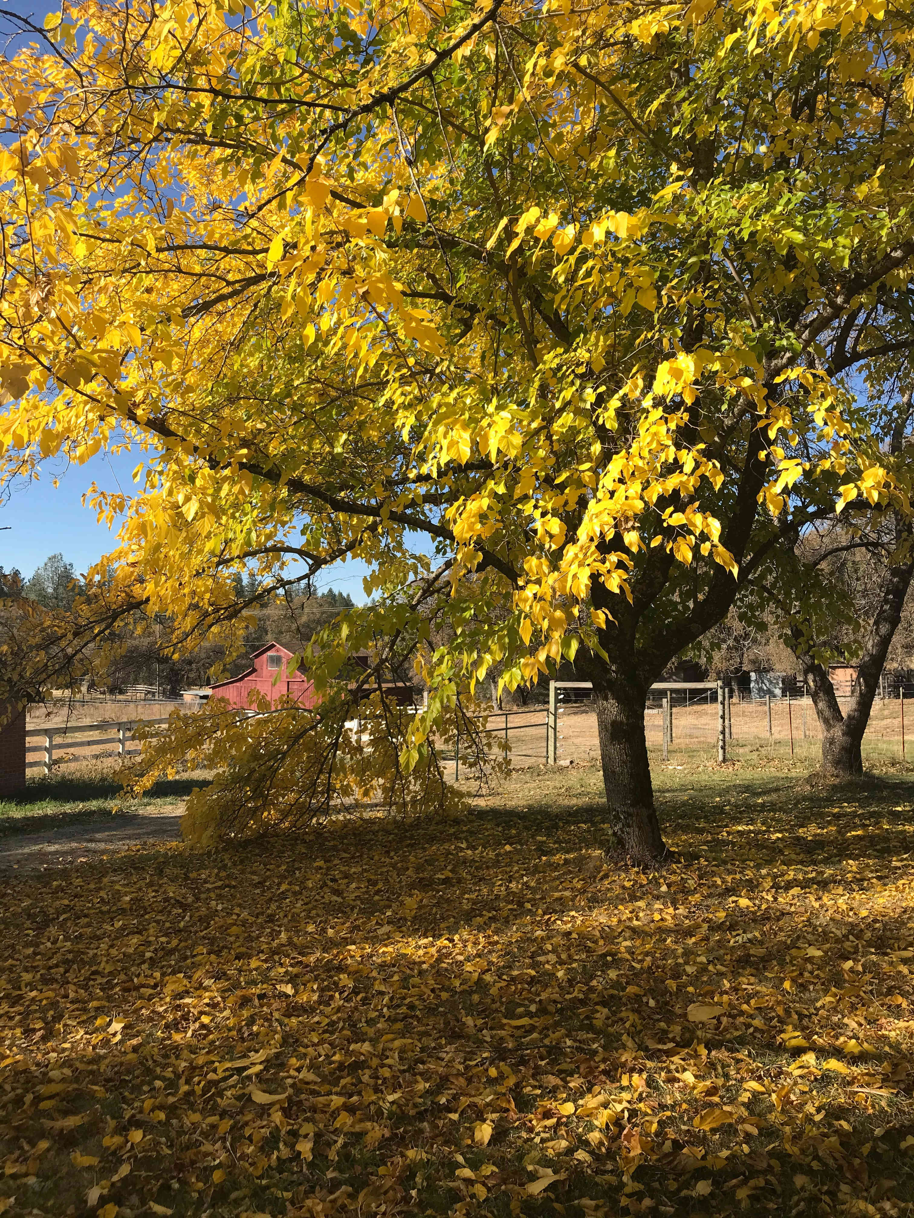 Fall Color