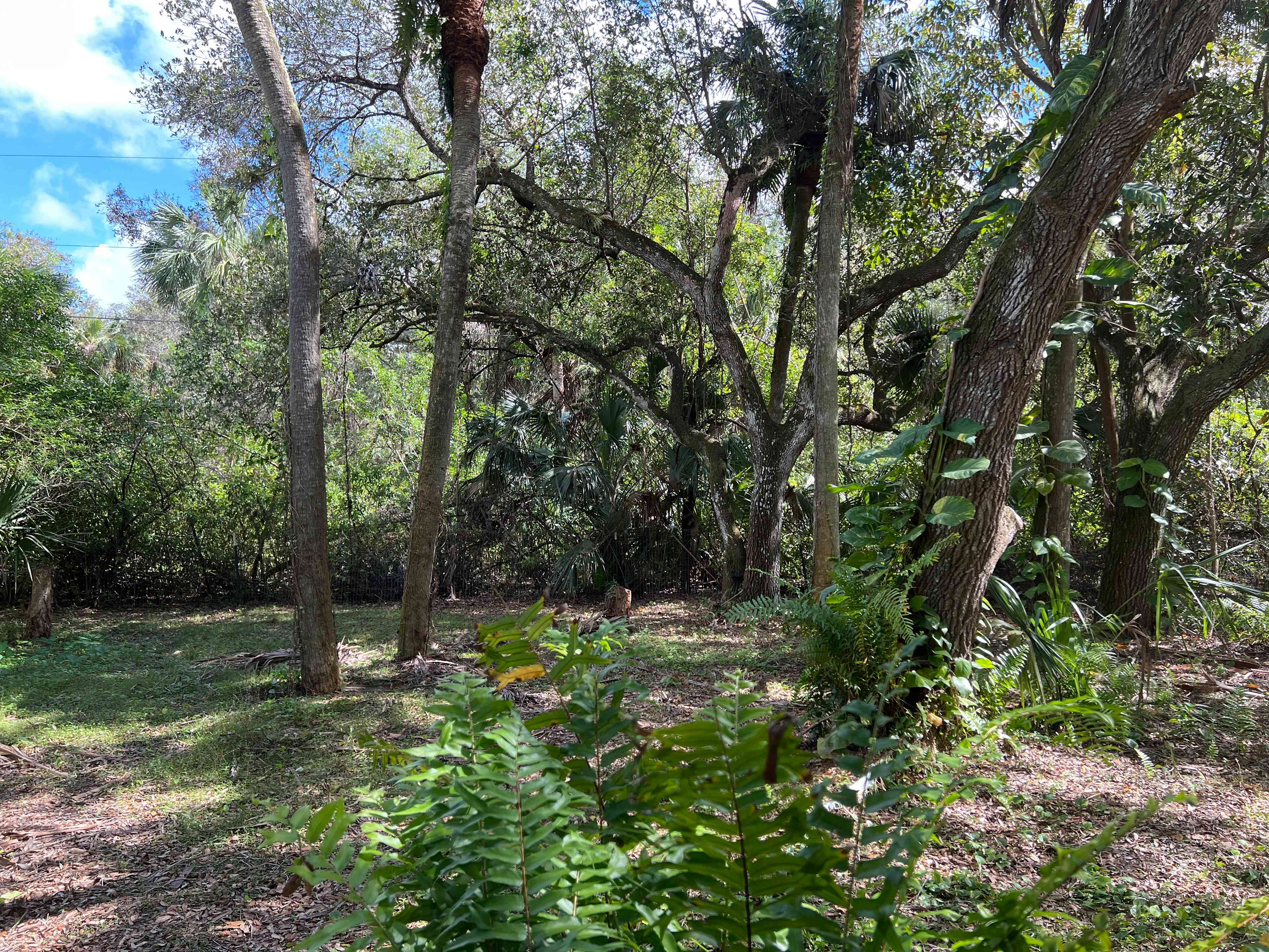 Longwing Landing Oak Hammock