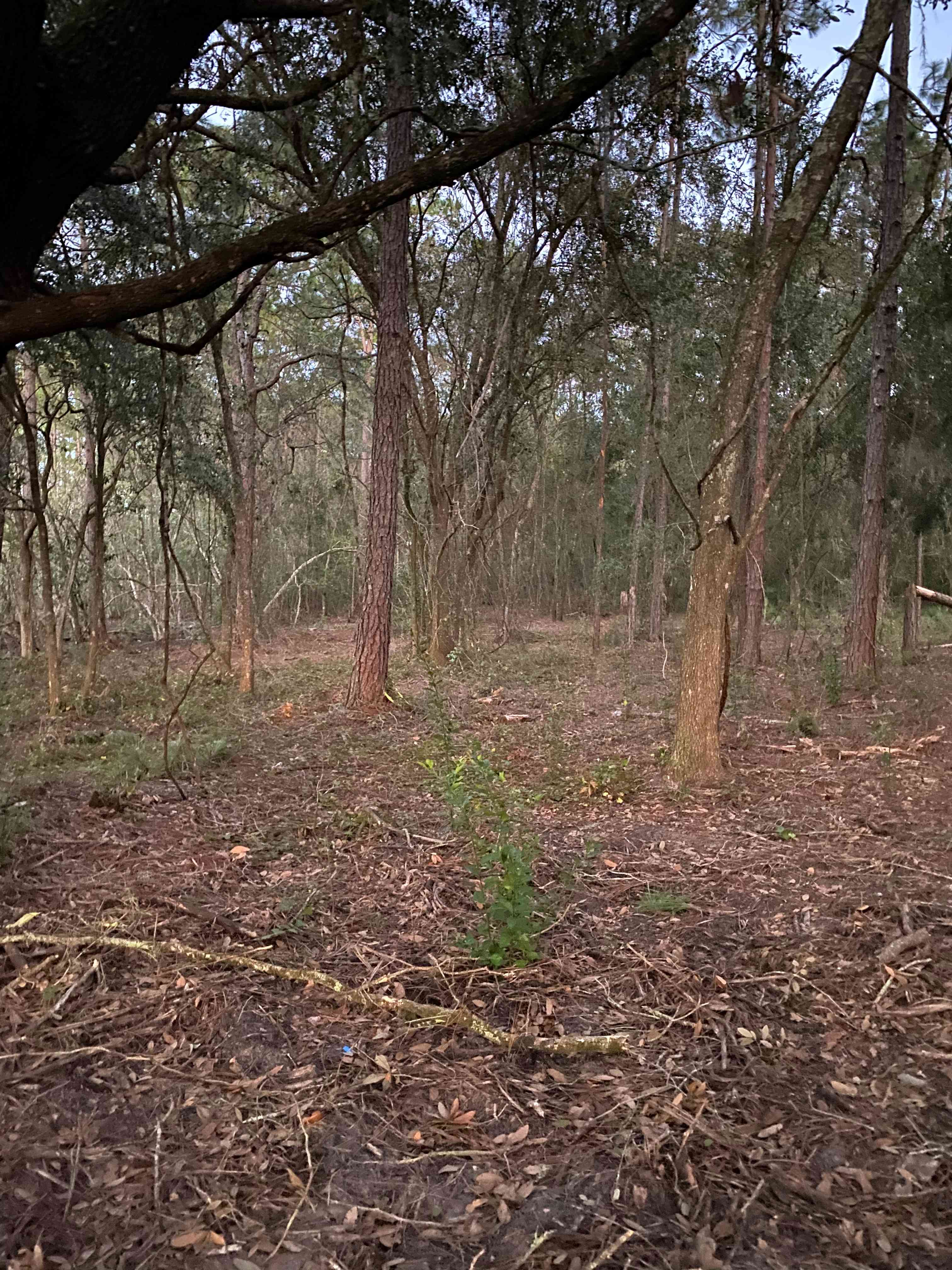 20 Acres Pond at Green Swamp