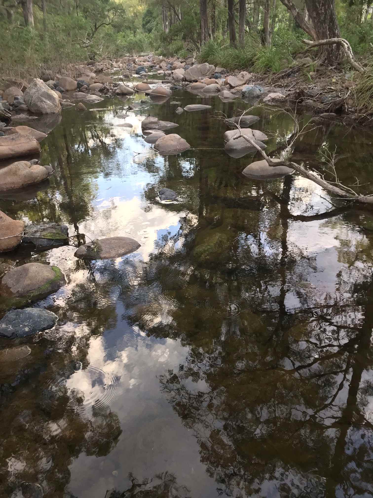 Bellbird Lodge