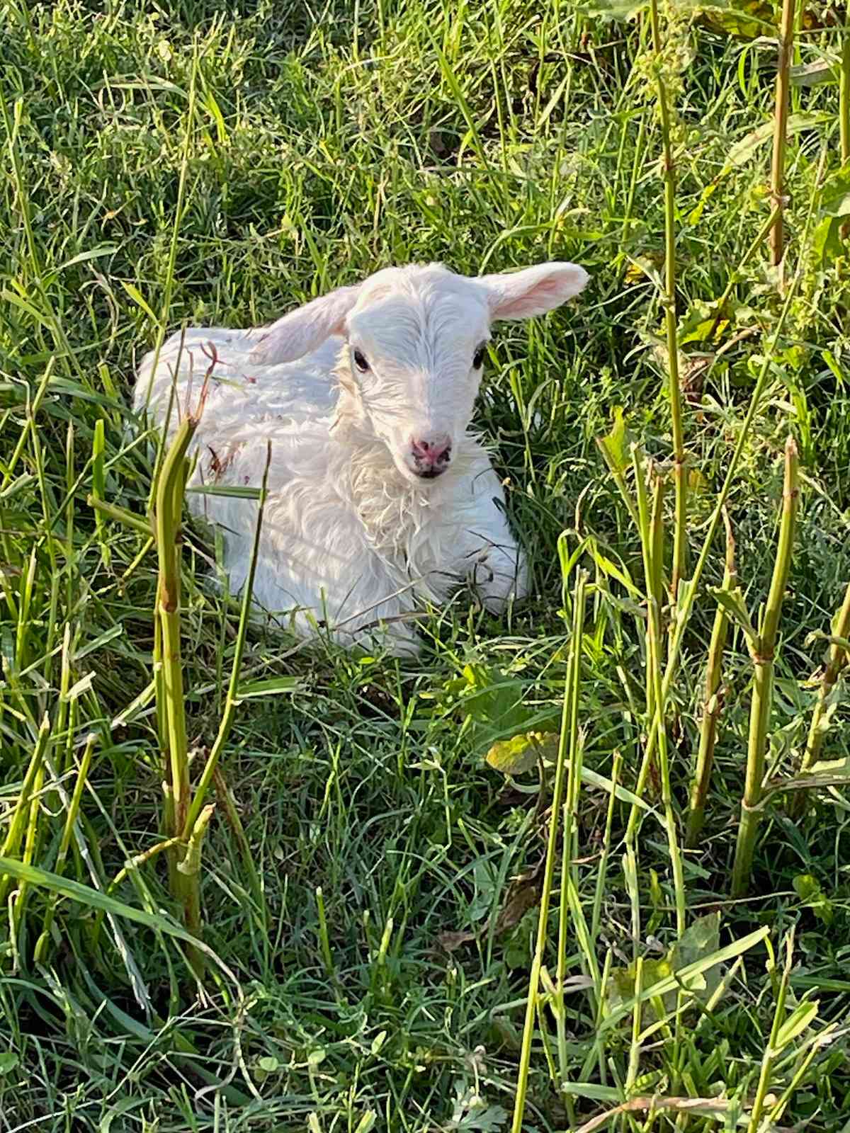 Caddo Springs Farm
