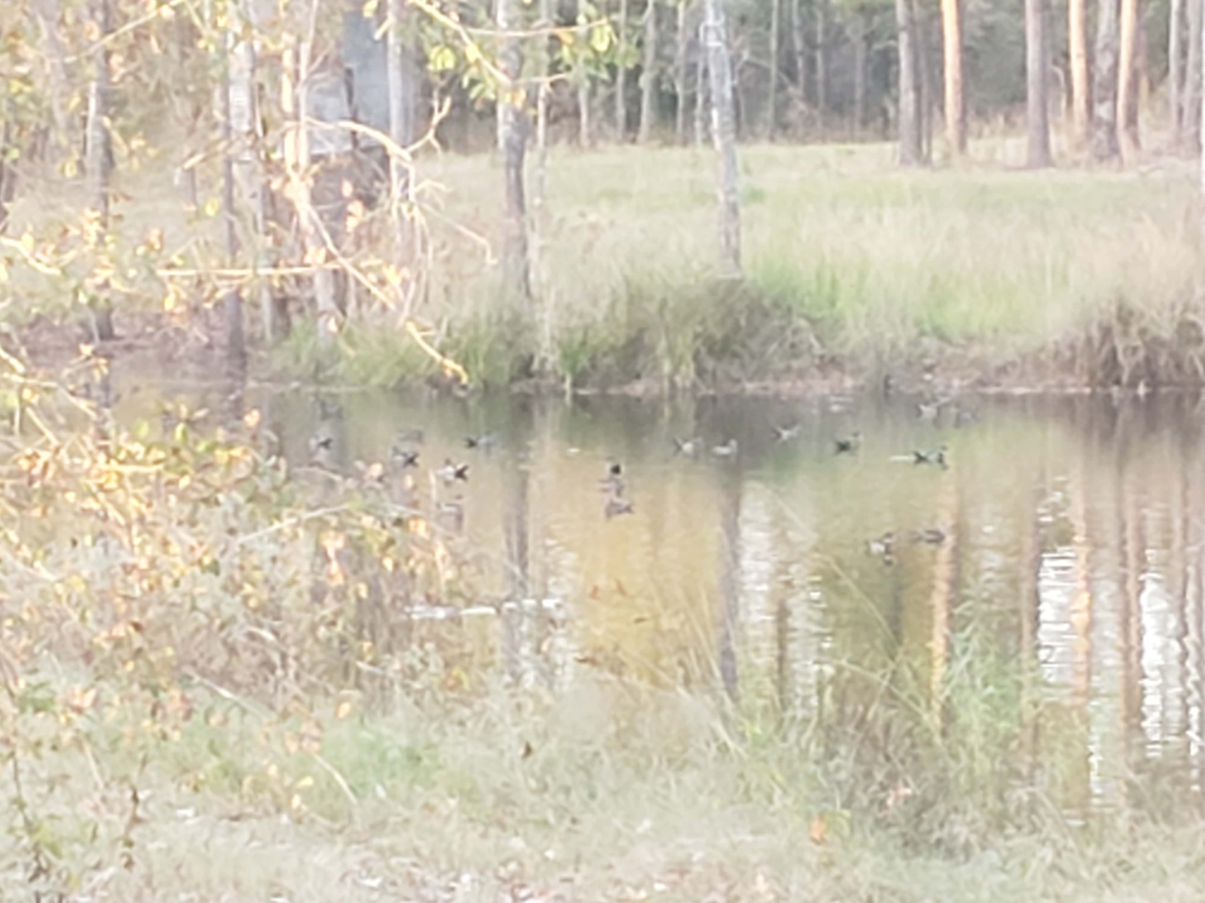 Caddo Springs Farm