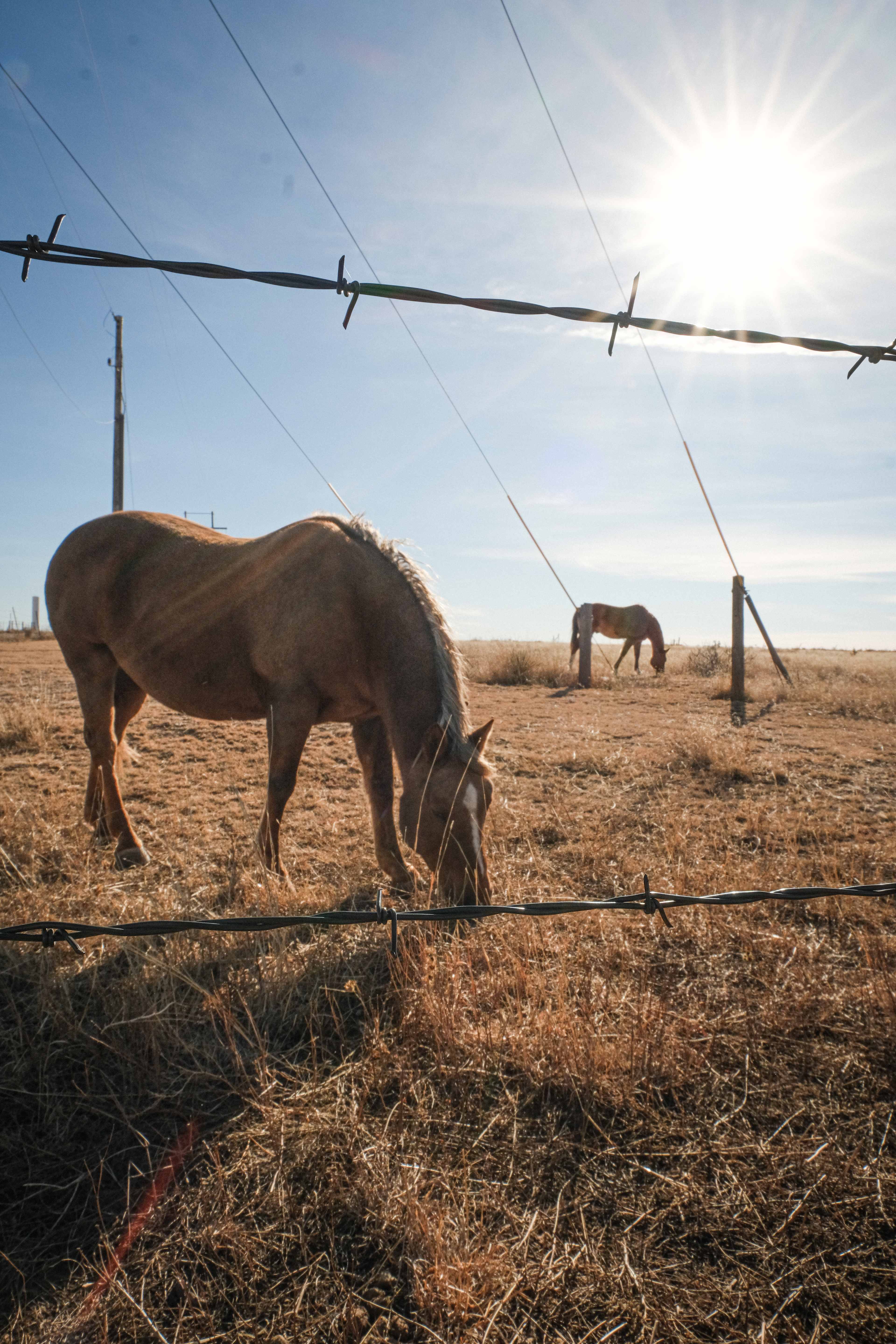 Coyote Breaks Farm