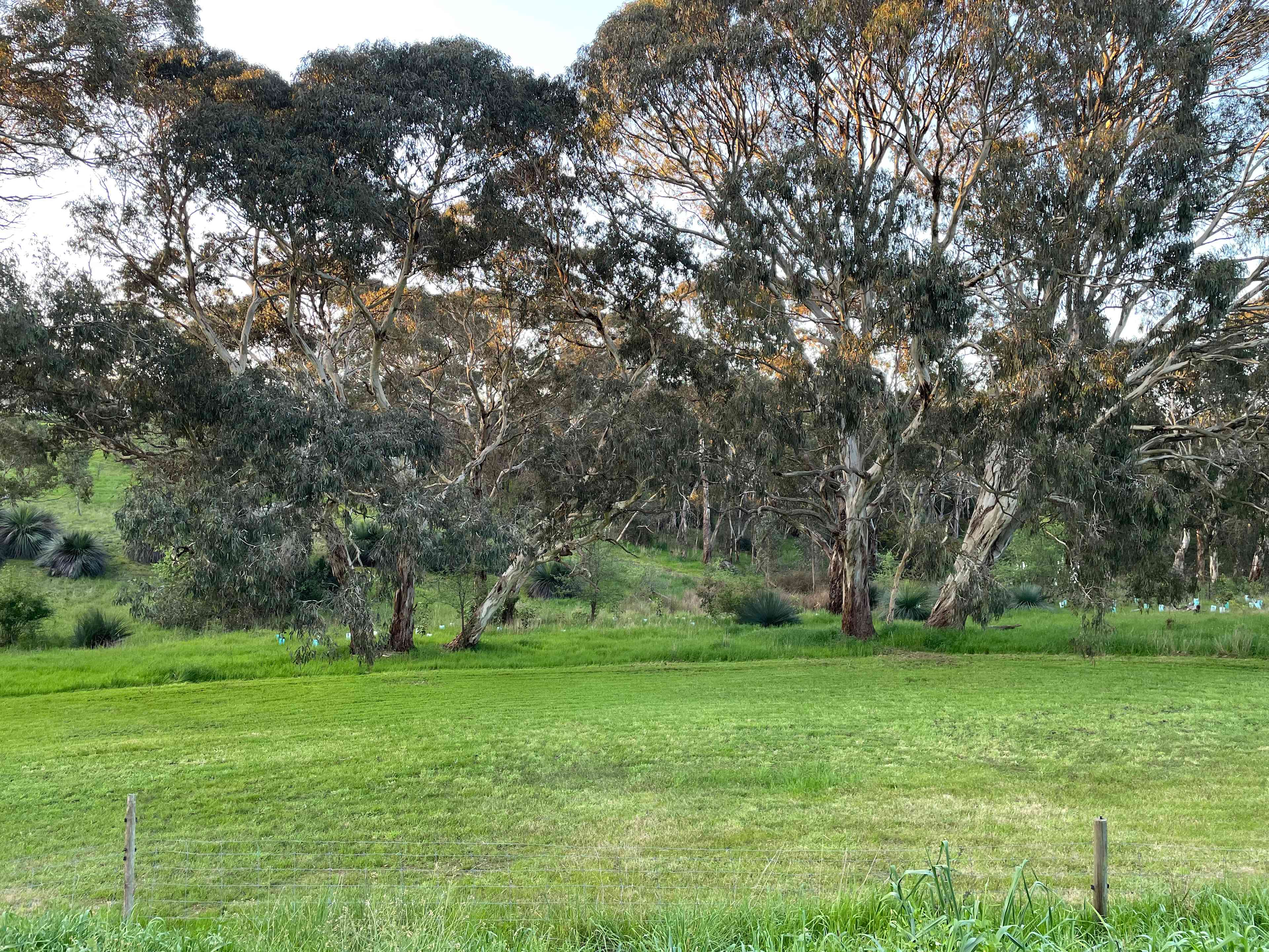 Jagged Crow Farm