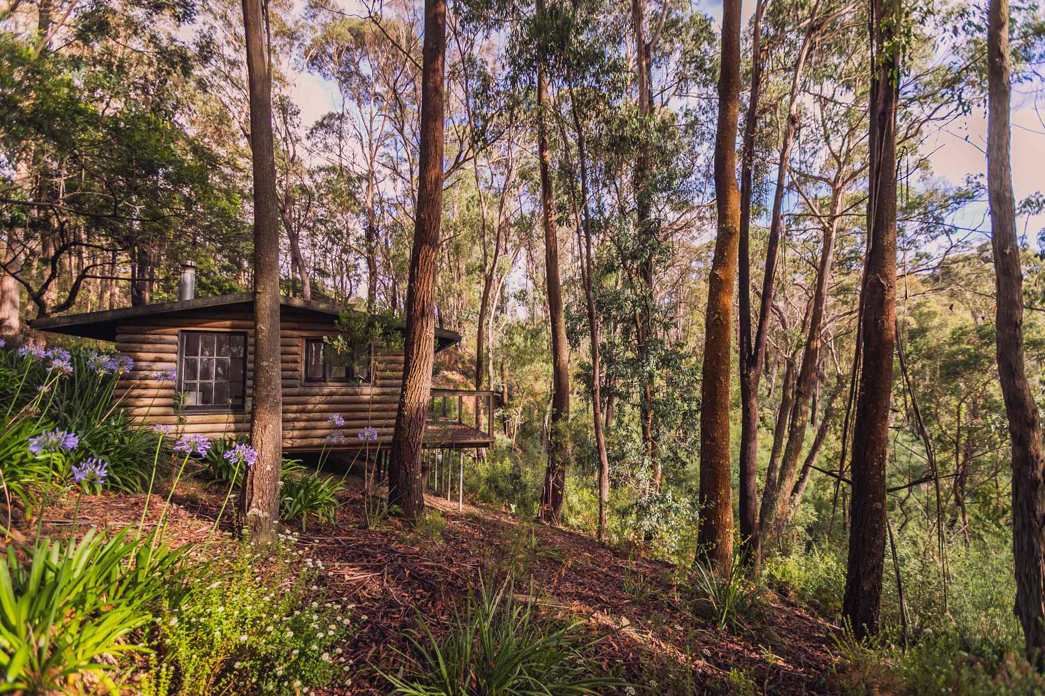 Lyrebirds Nest