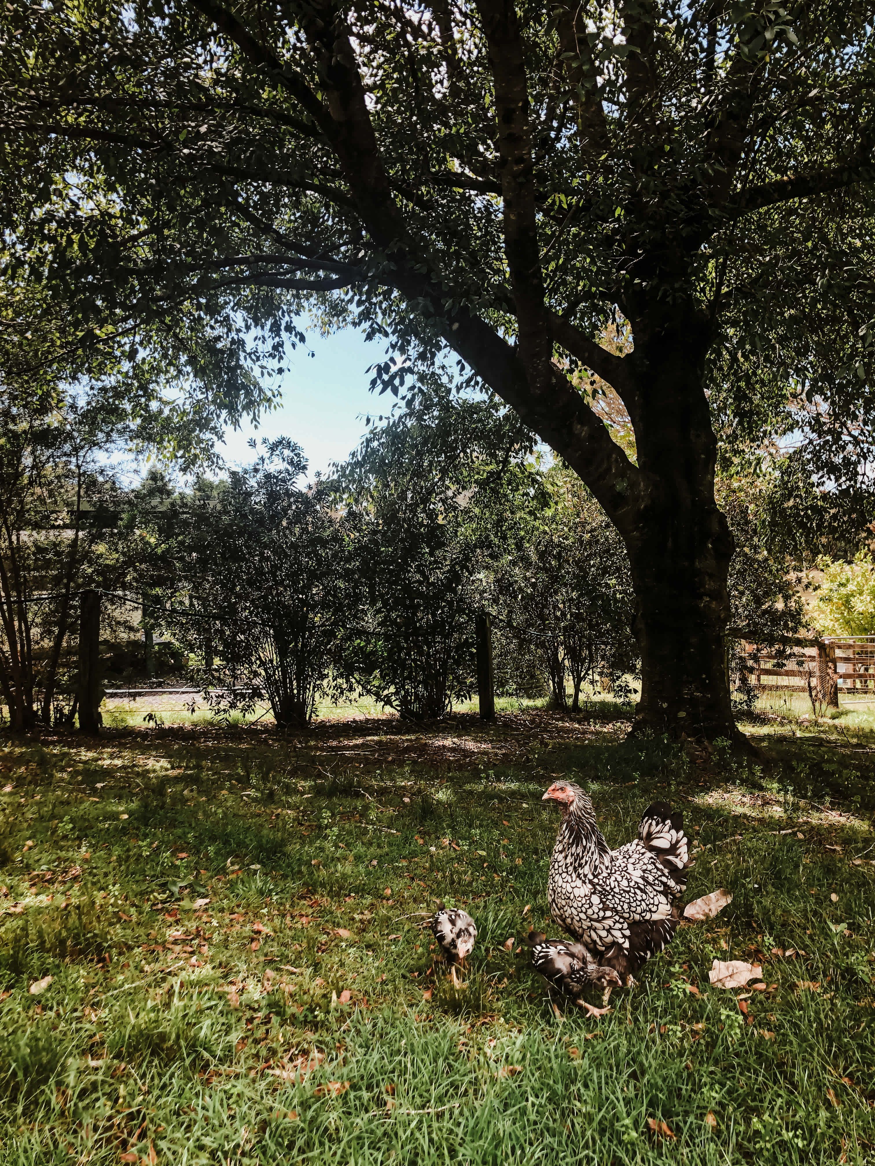 Edendale Farm- 4mins from beach