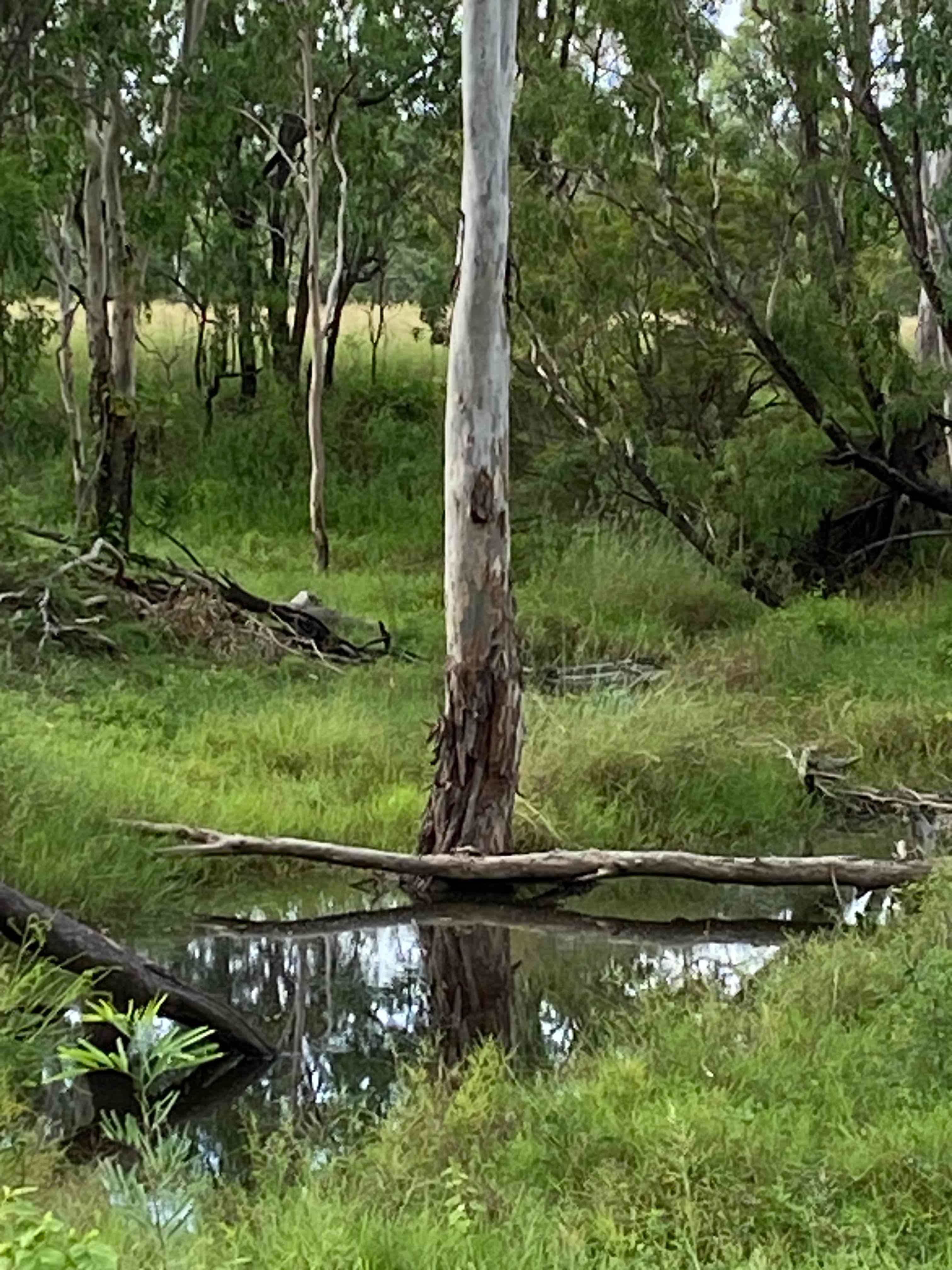 Laurel Bank