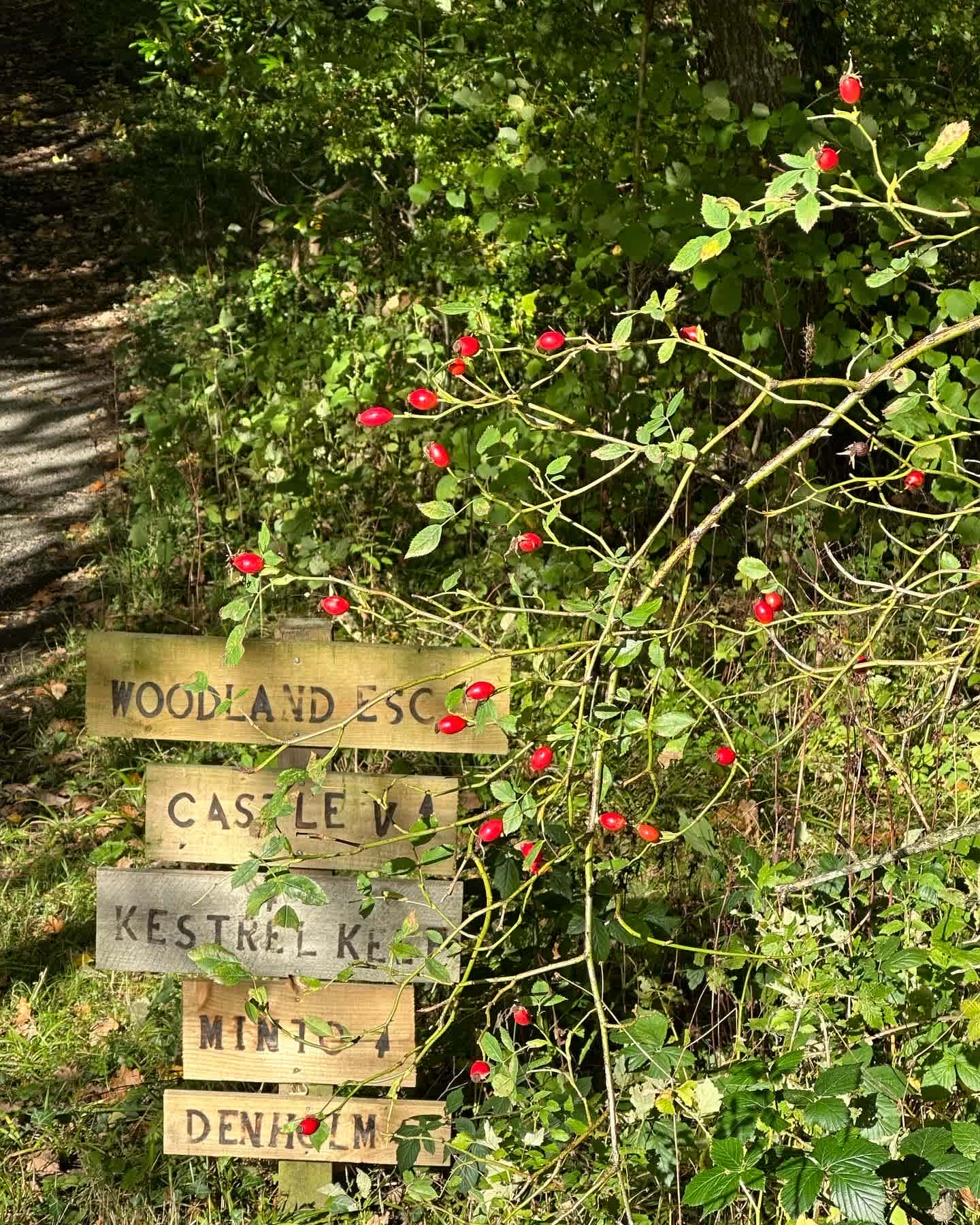 Woodland walk to remote pitches