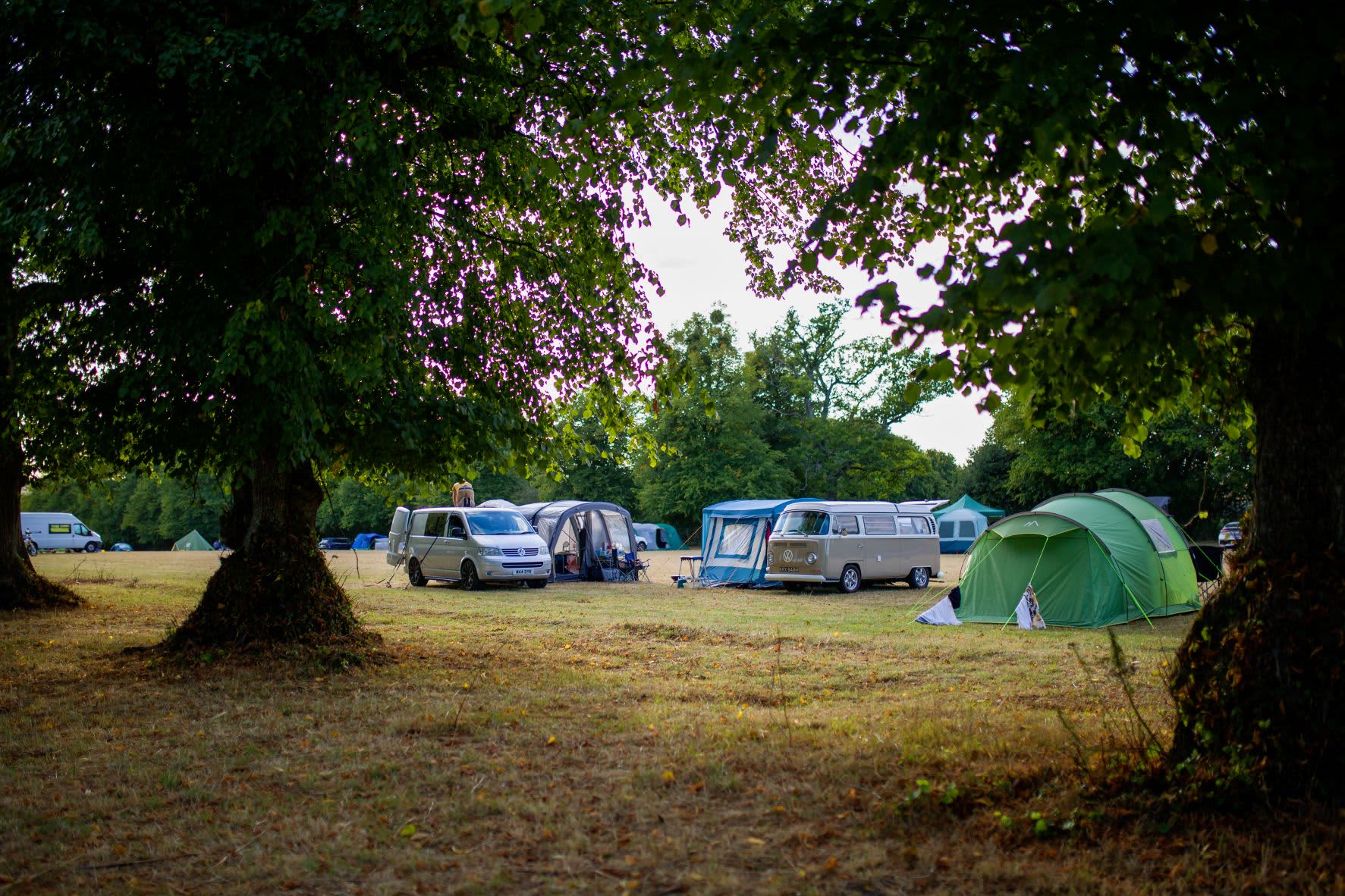 Harry's Meadow