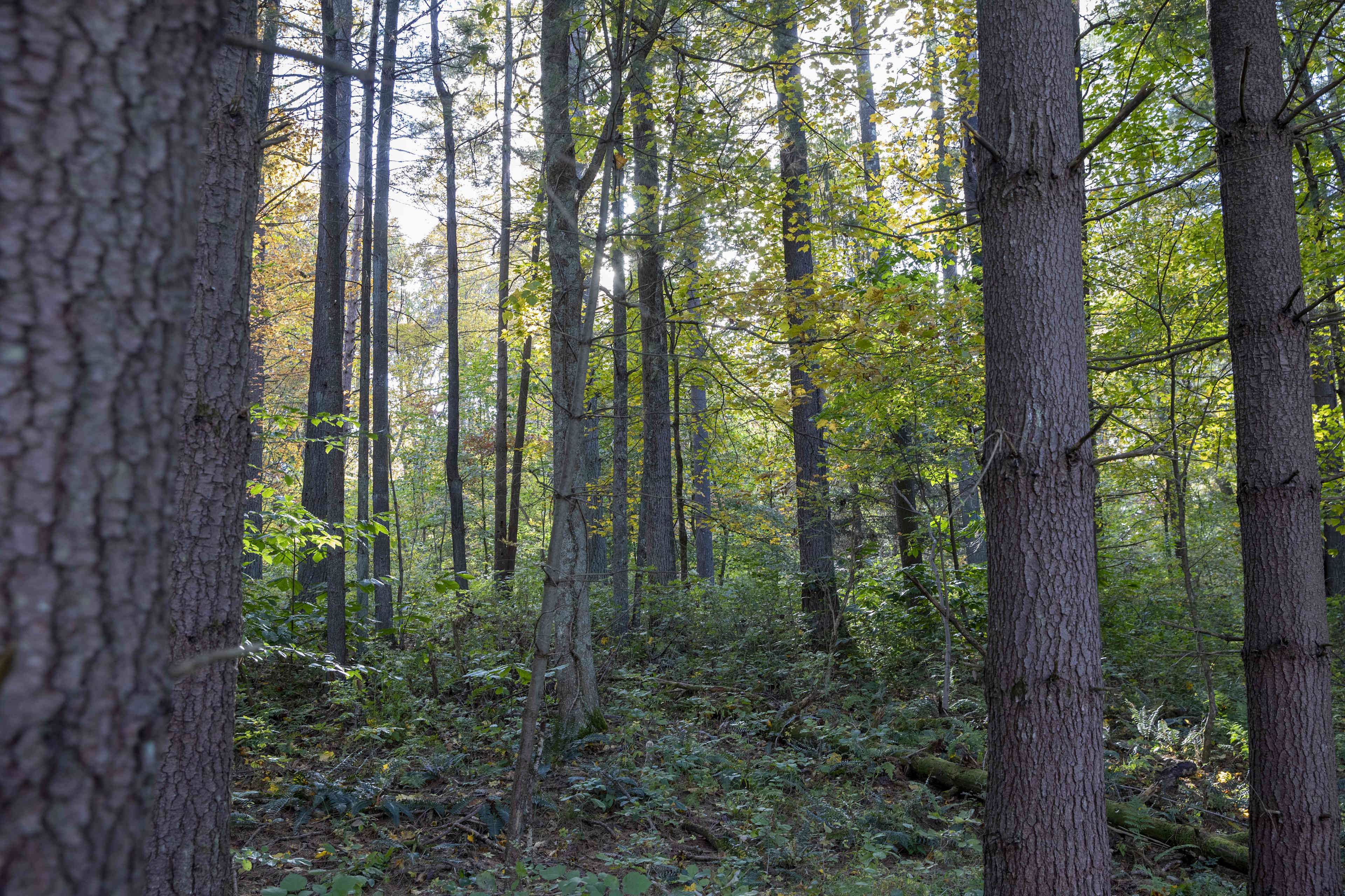Dry Creek Pines