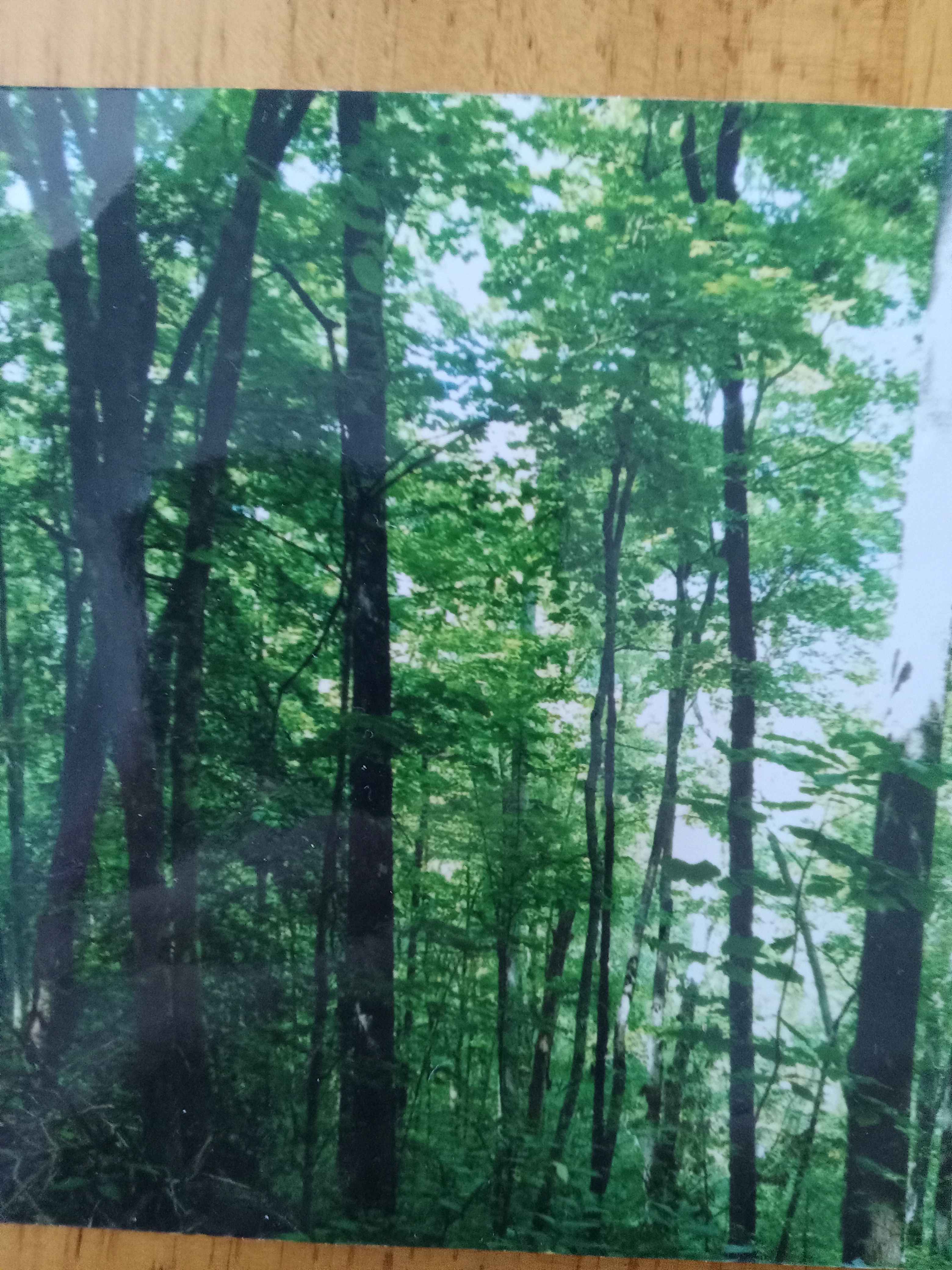 Ruby Mountain Escape (Franklin)