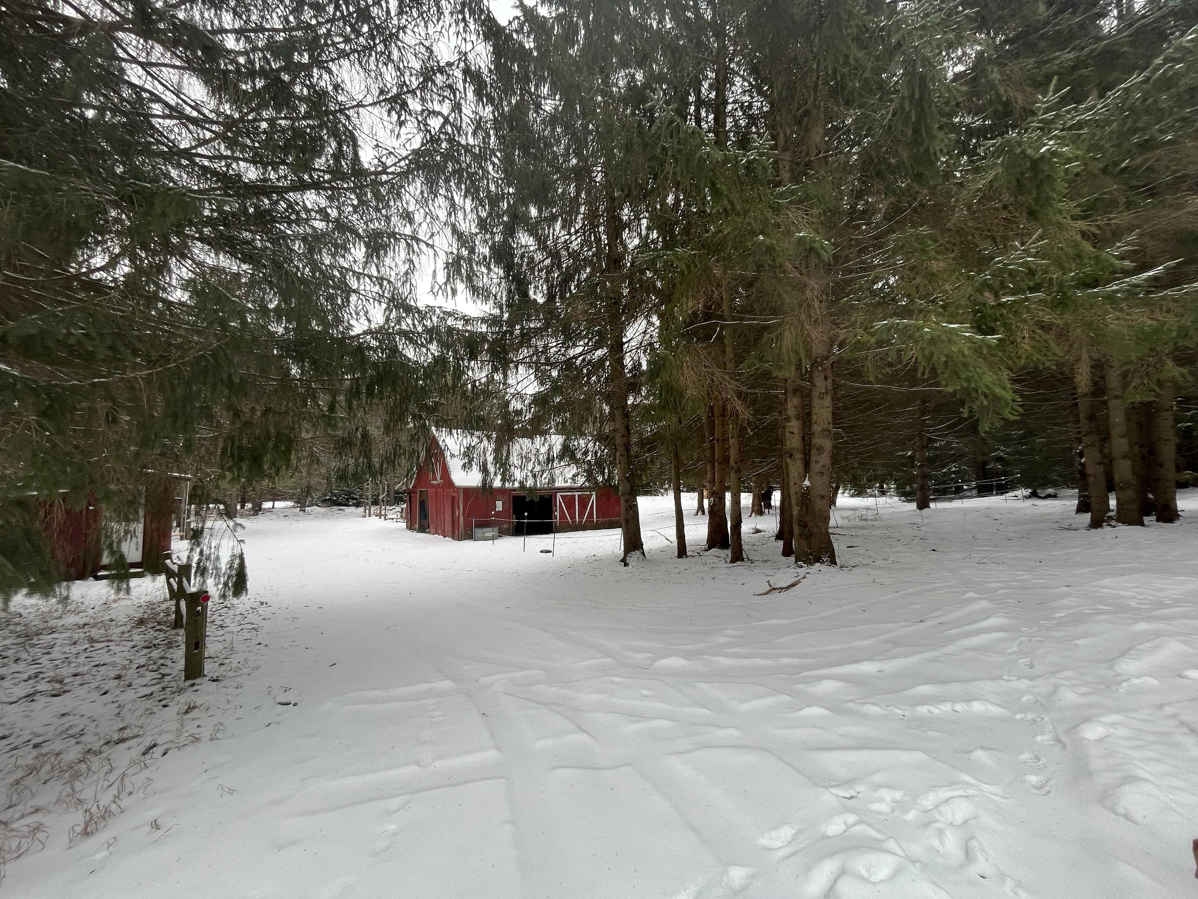 Potential site in the woods near the barn