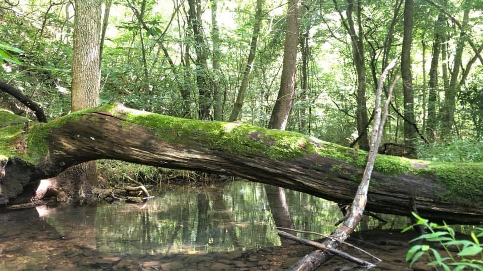 The spring-fed creek is always flowing. Change your view and never underestimate the power of perspective.