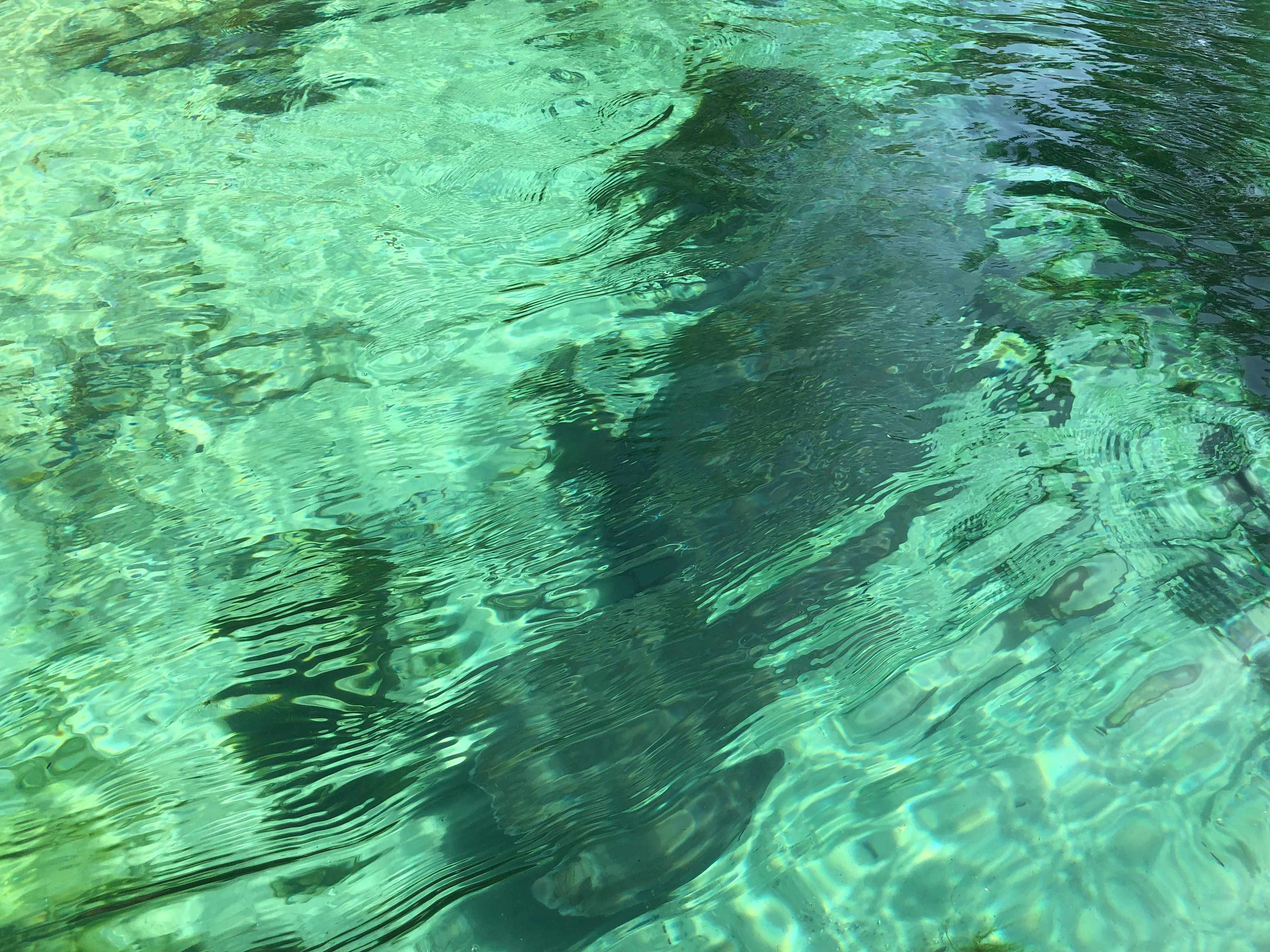 Manatees!!! At the beautiful Homosassa Springs gorgeous water!!!