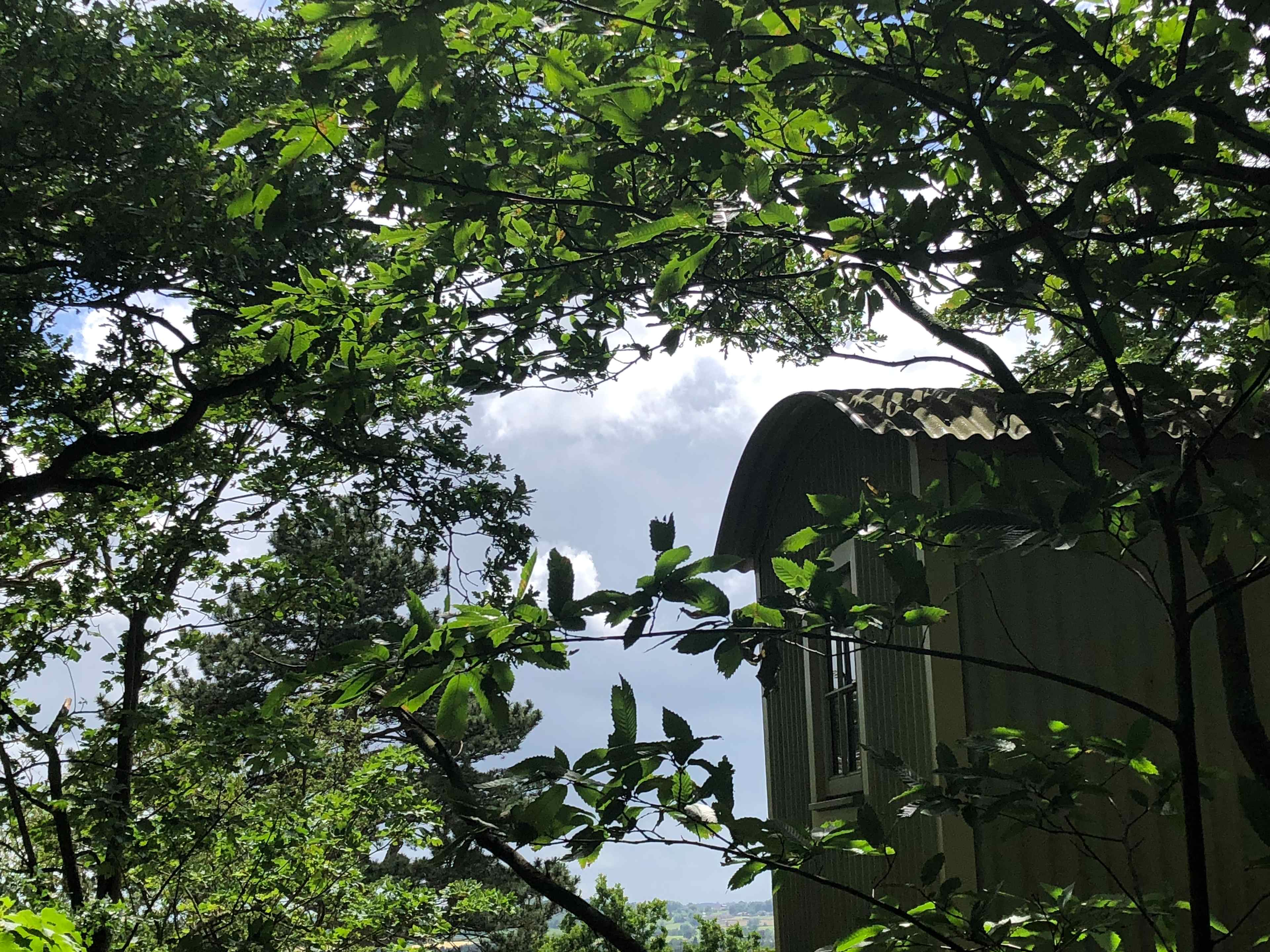 Larch’s Hideaway Hut