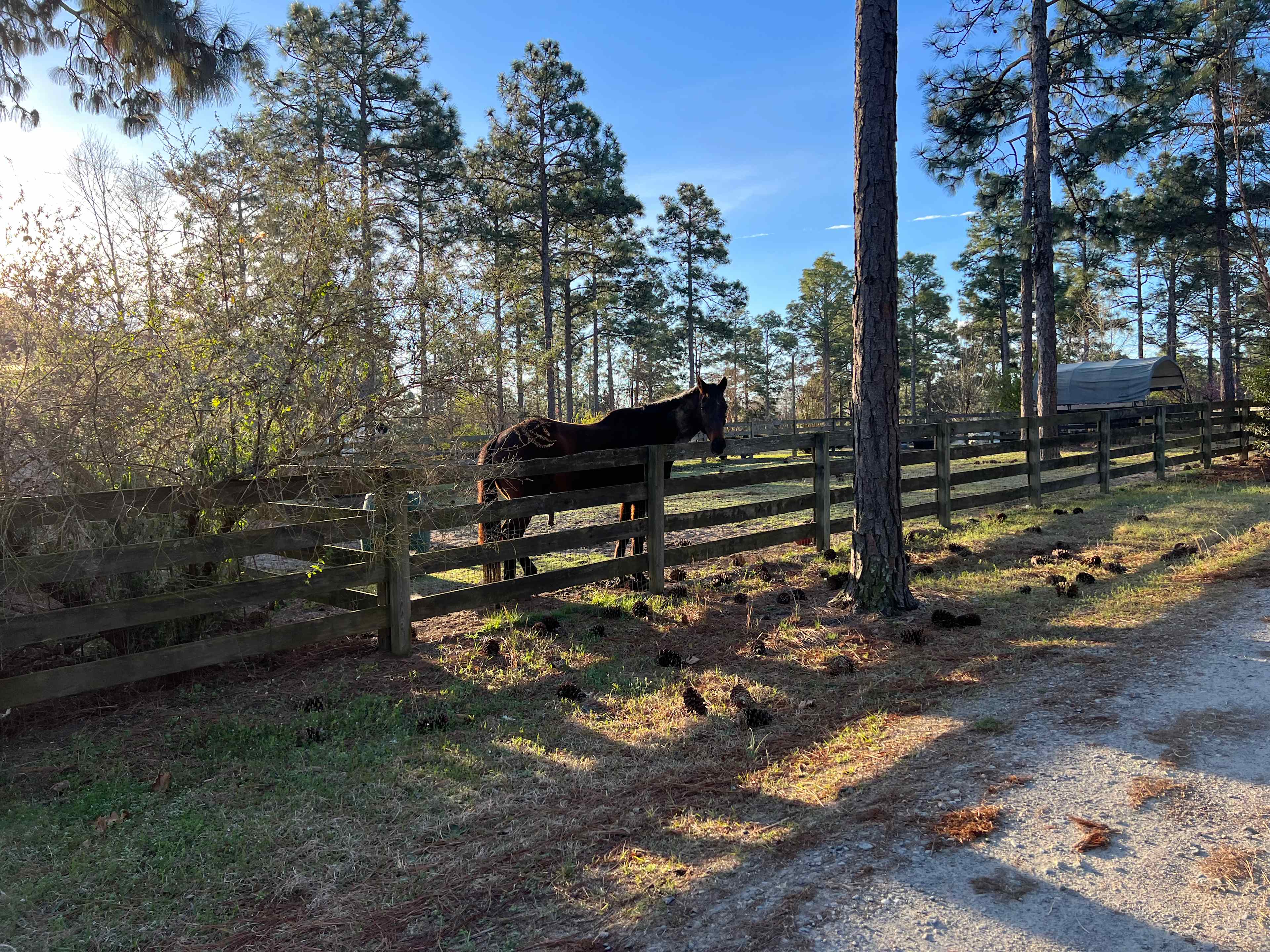 Hummingbird Hill at Clever Covert
