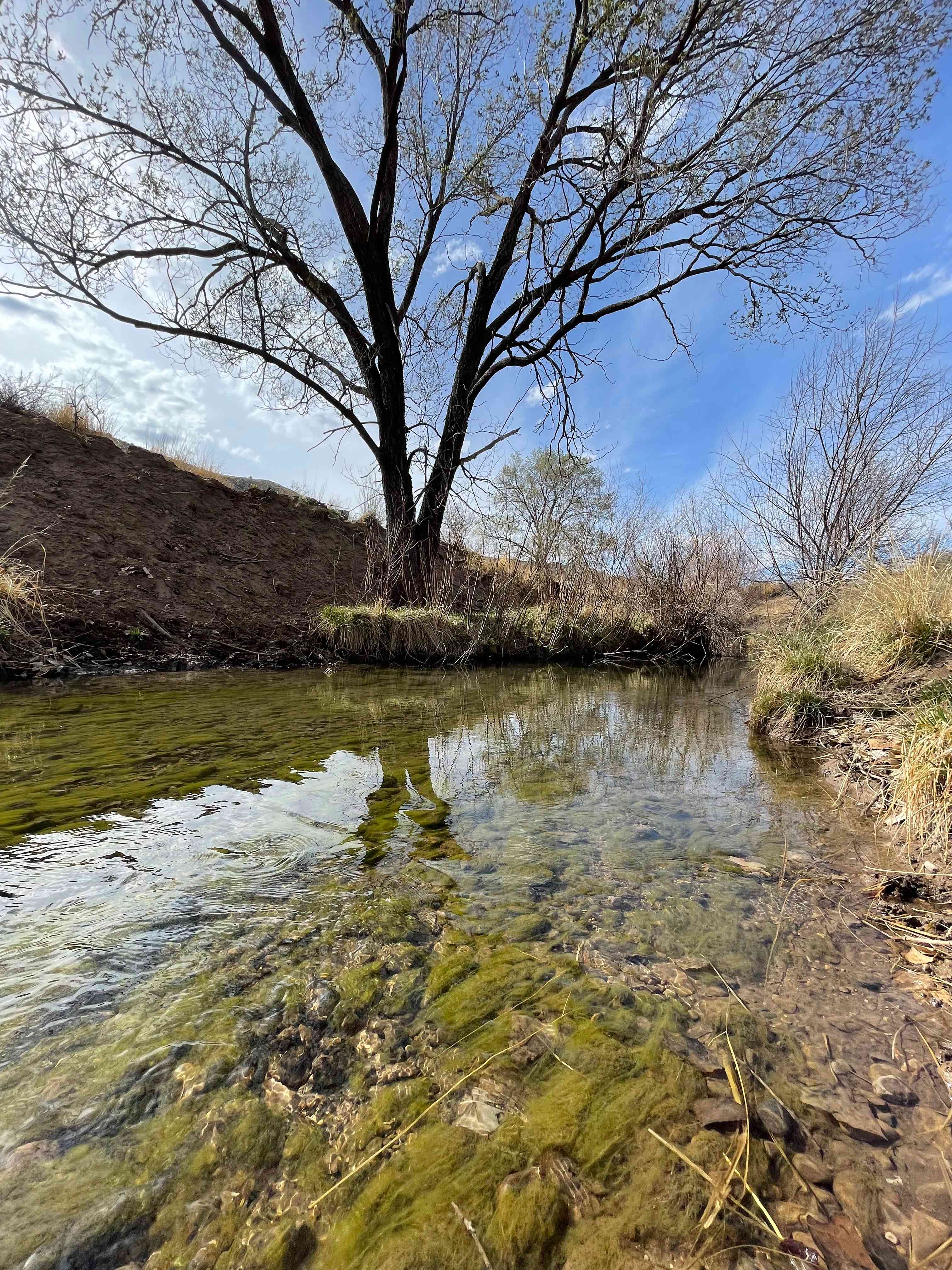 Bonita River