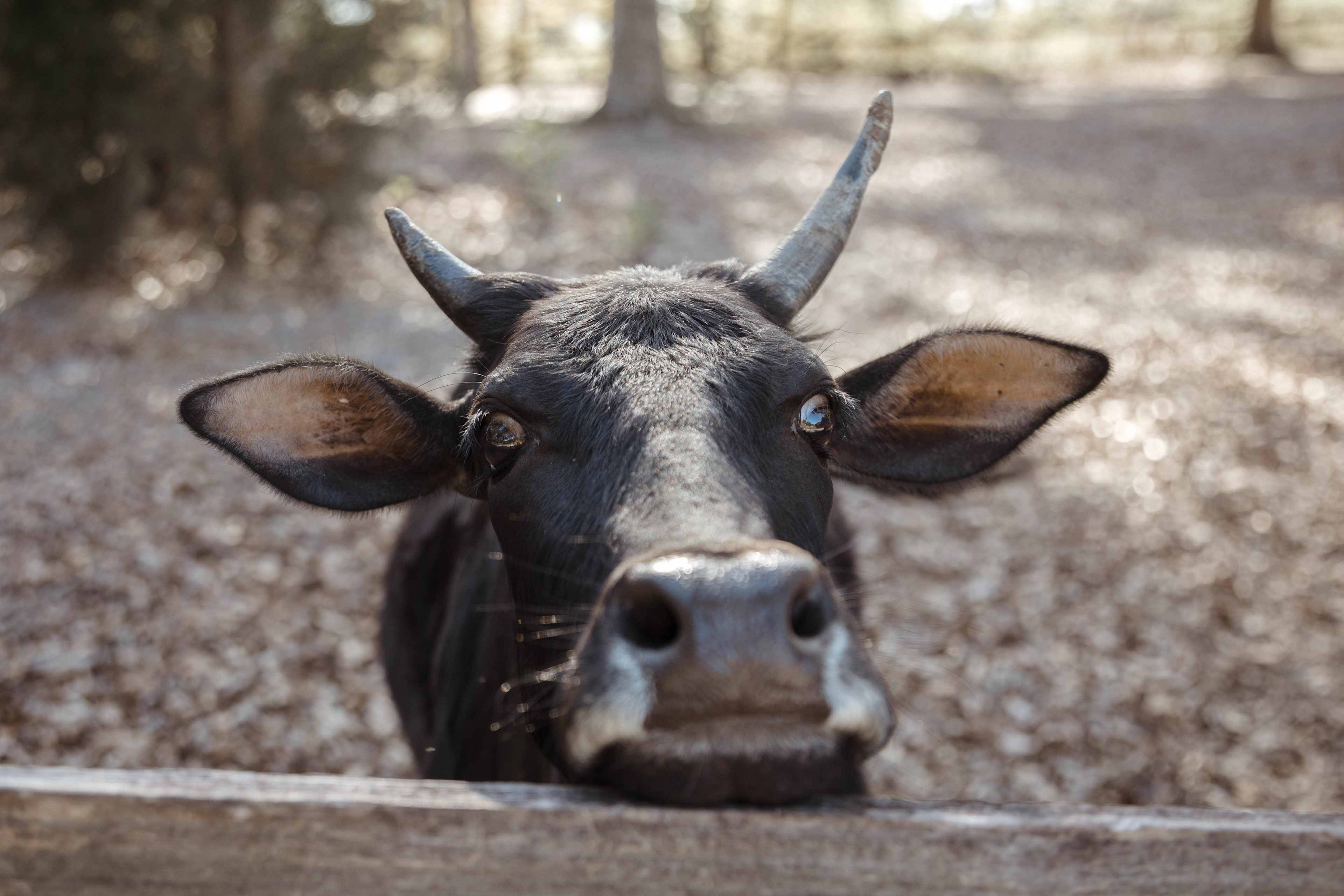 Hi, cutie!