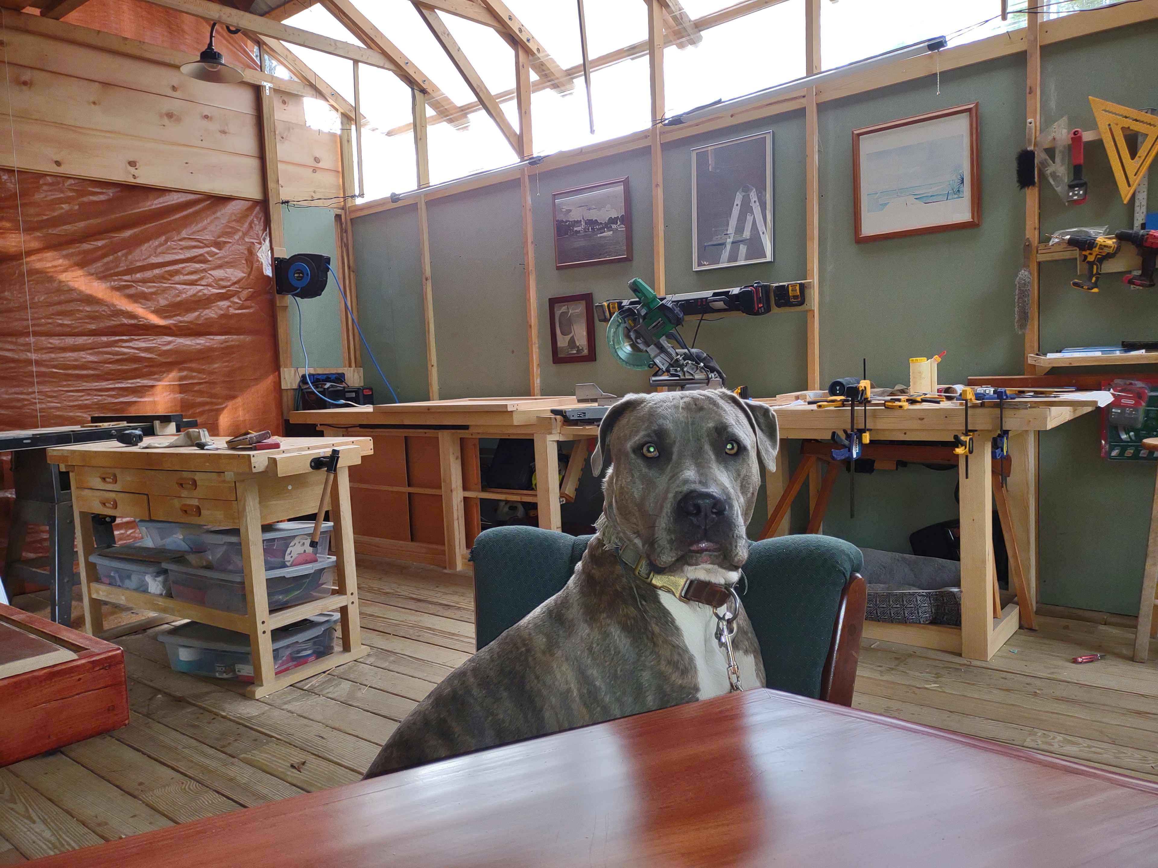 Can we go now?  Howww... about now?
Blu, a nutty Catahoula is a lover of, well, everybody. Watch out for the longest and fastest tongue ever.