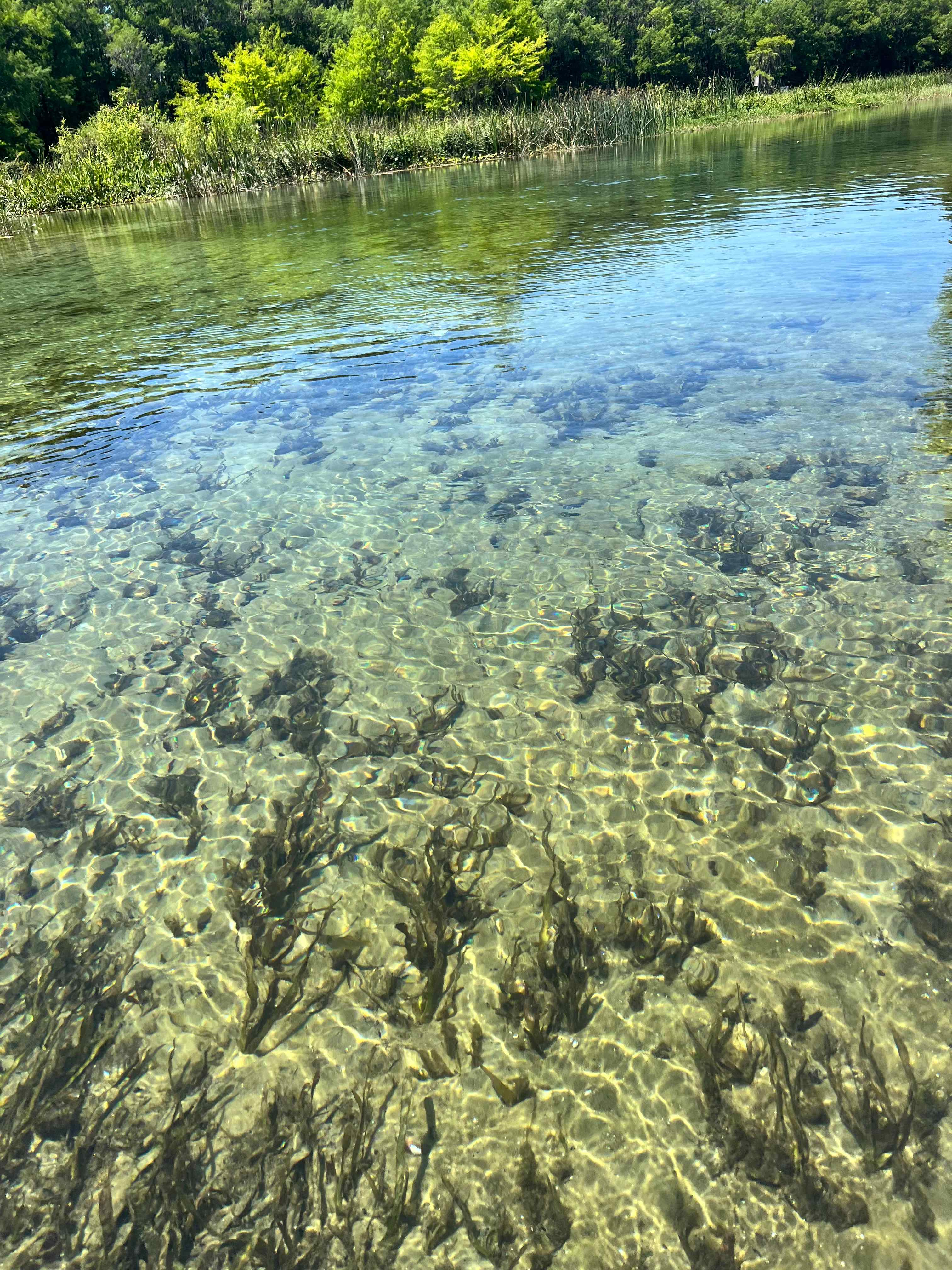 Slice of River Life