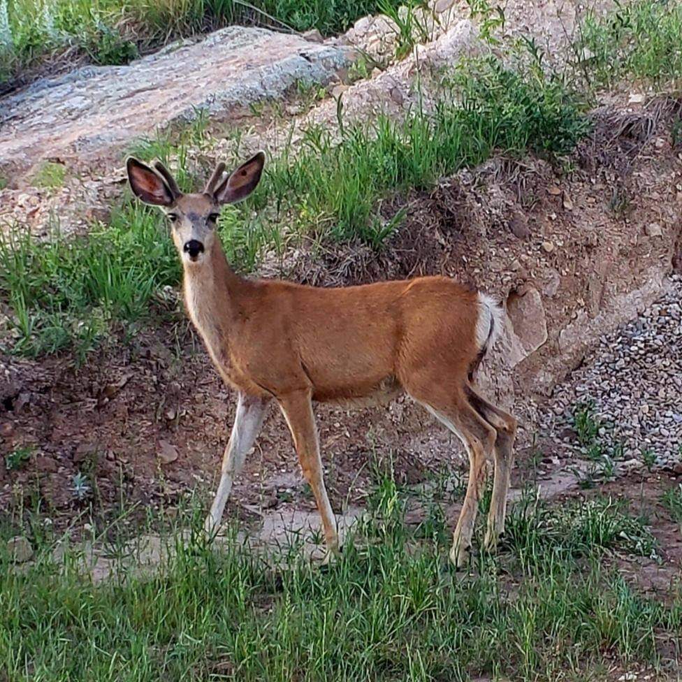 Deer roam through the property