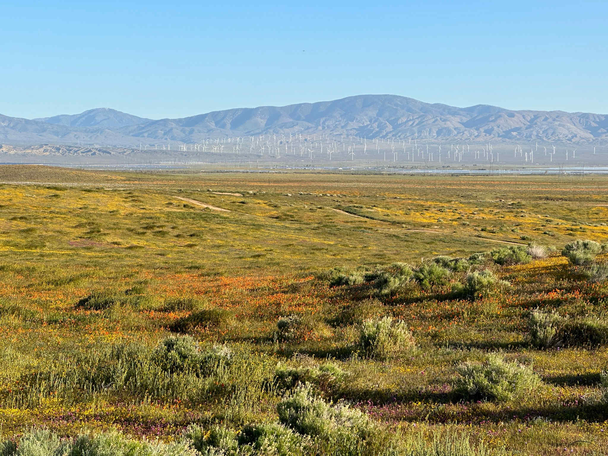California Poppy & Wildflower Field