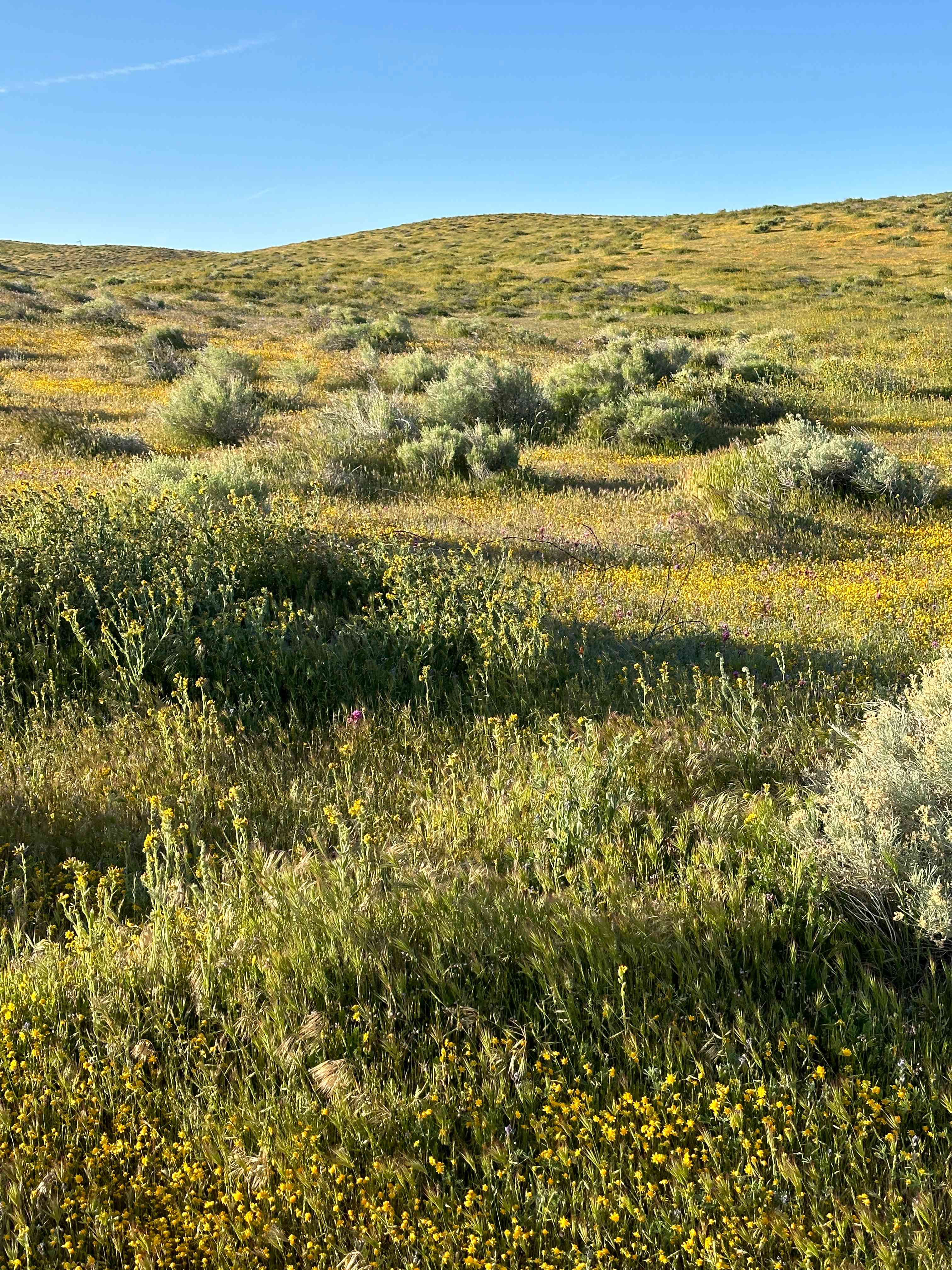 California Poppy & Wildflower Field
