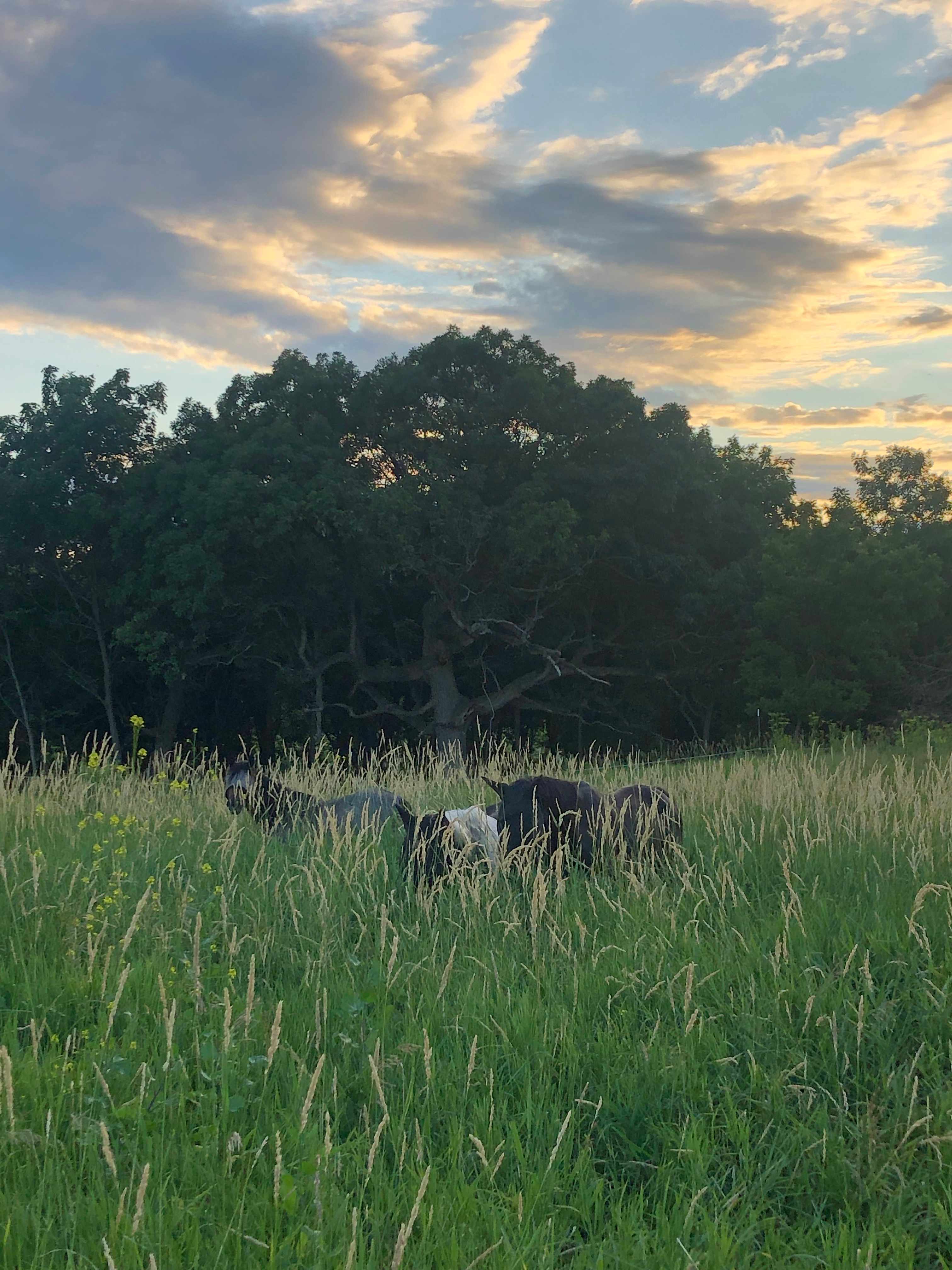Bear Bottom Ranch