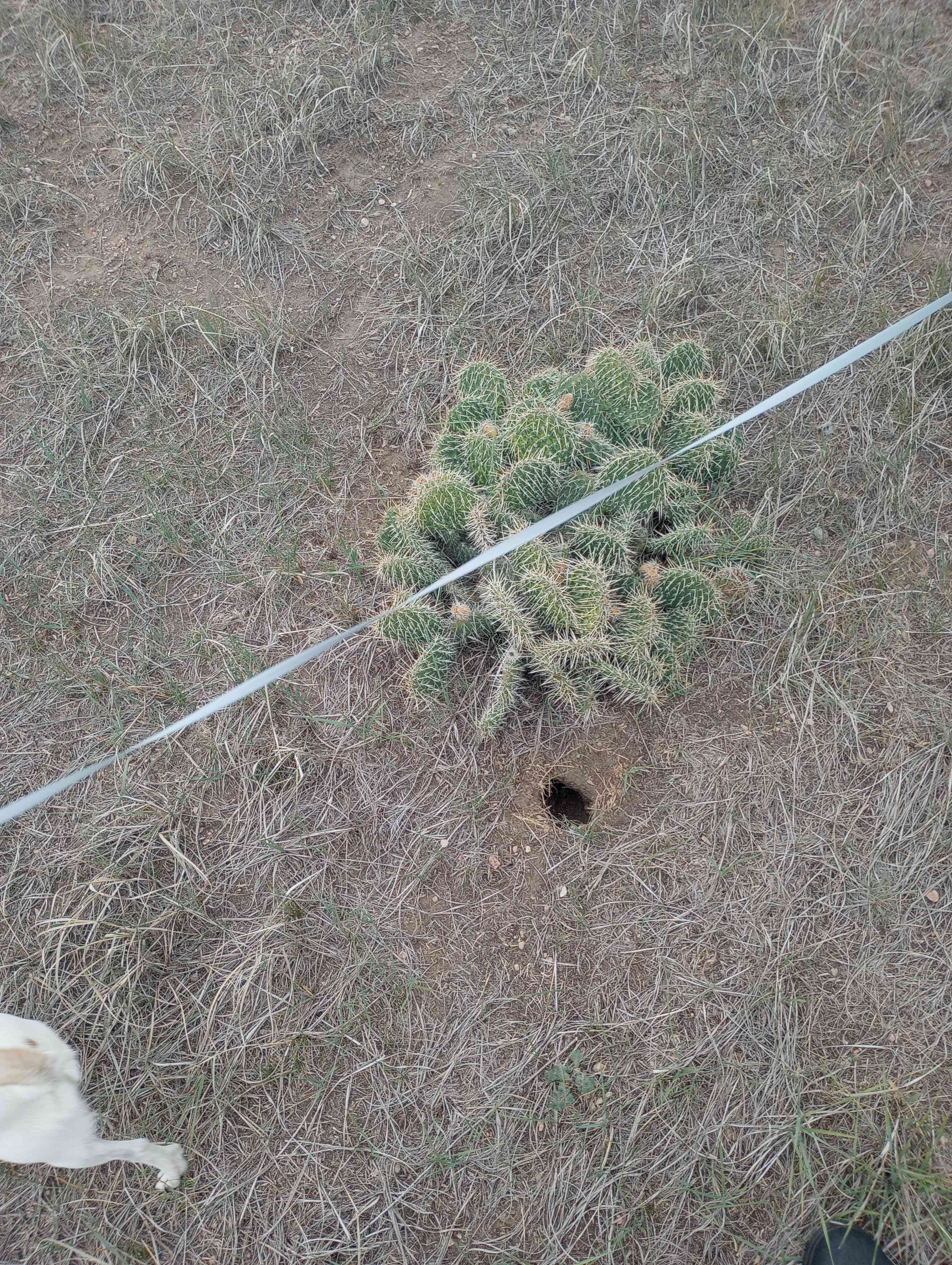 Cacti