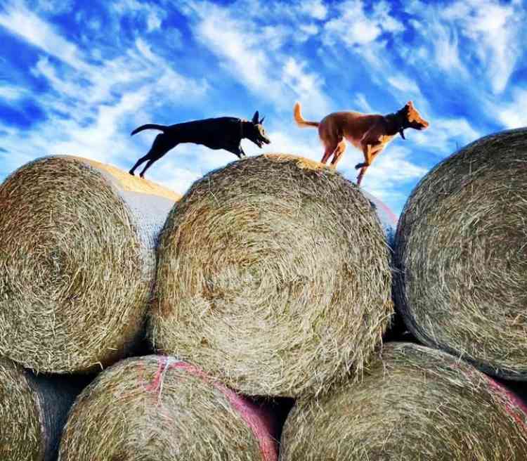 Hay carting