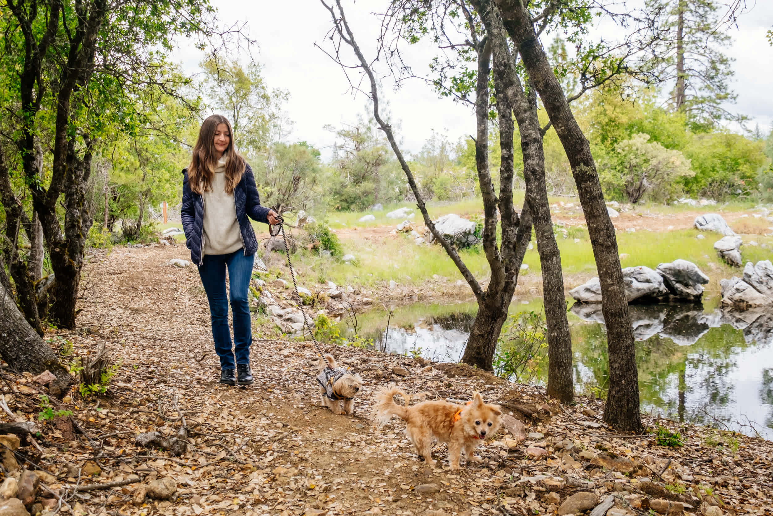 Morning walks with the dogs around the pond