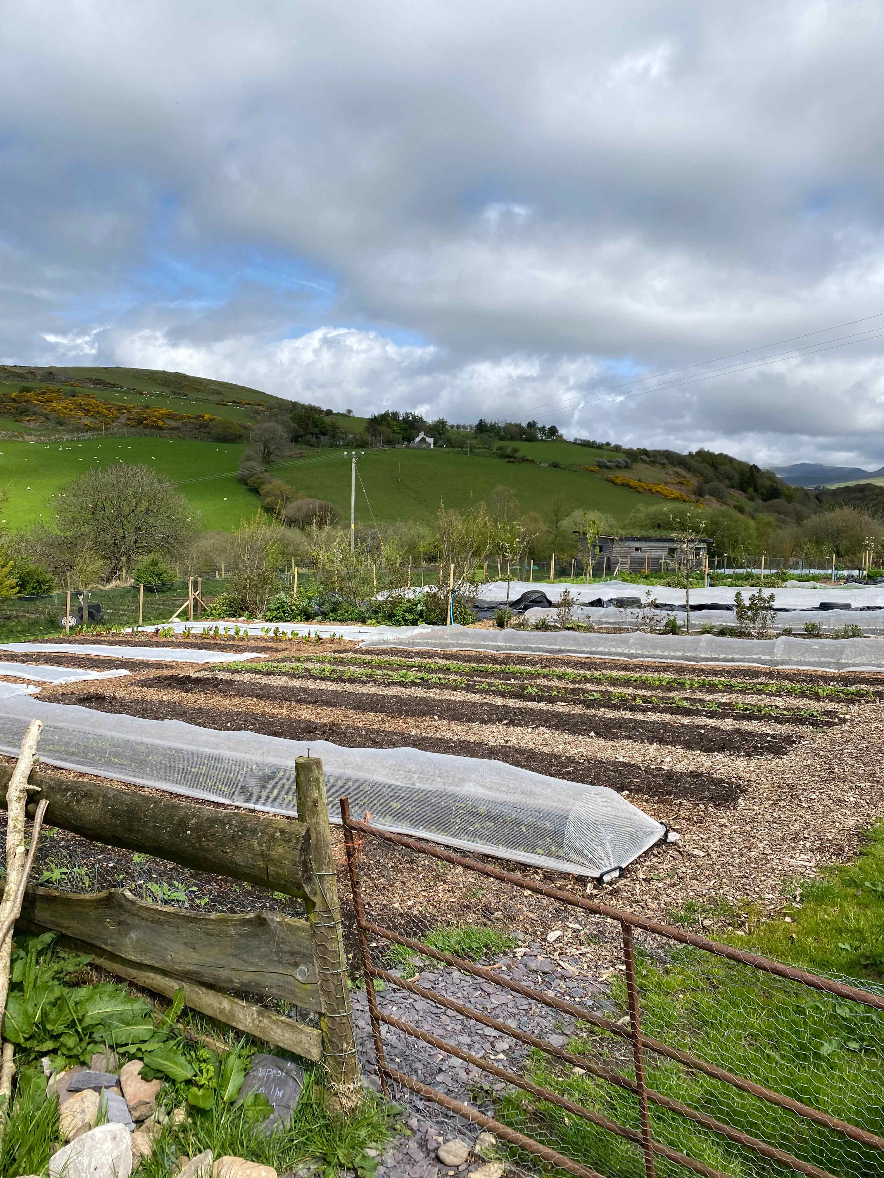 Vegetable garden during May
