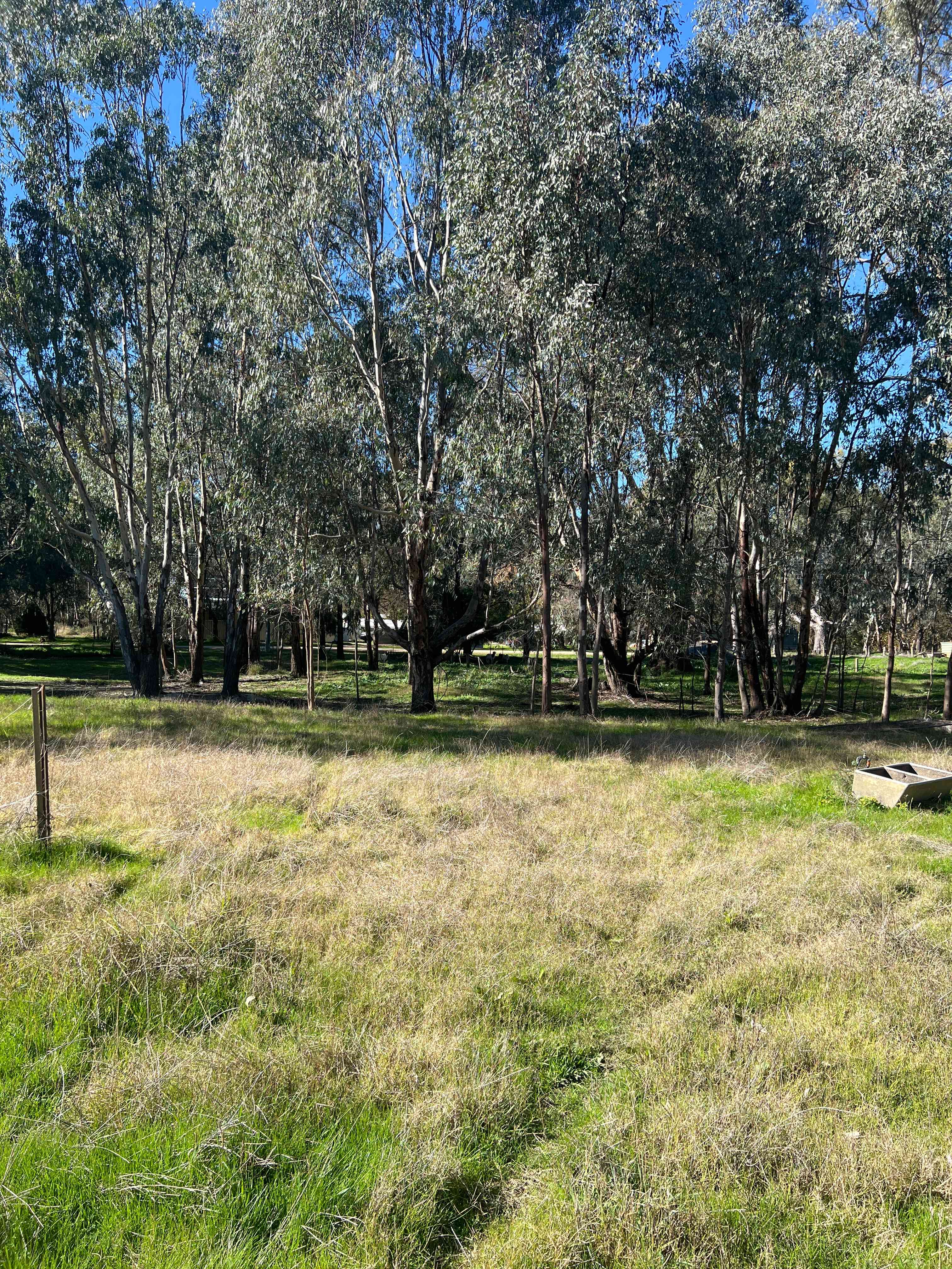 River Gum Paddock