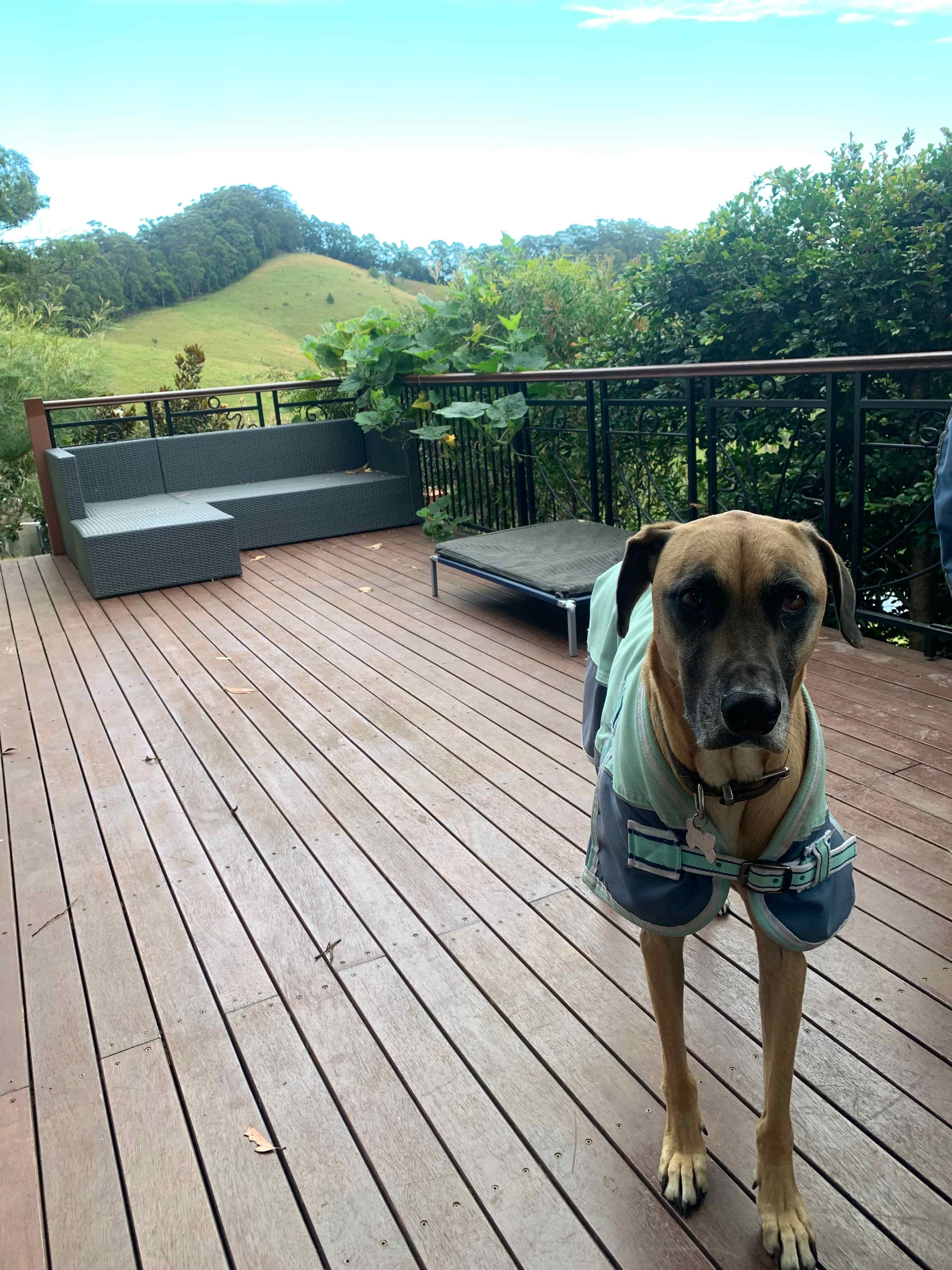 Evie nice and warm on the deck 