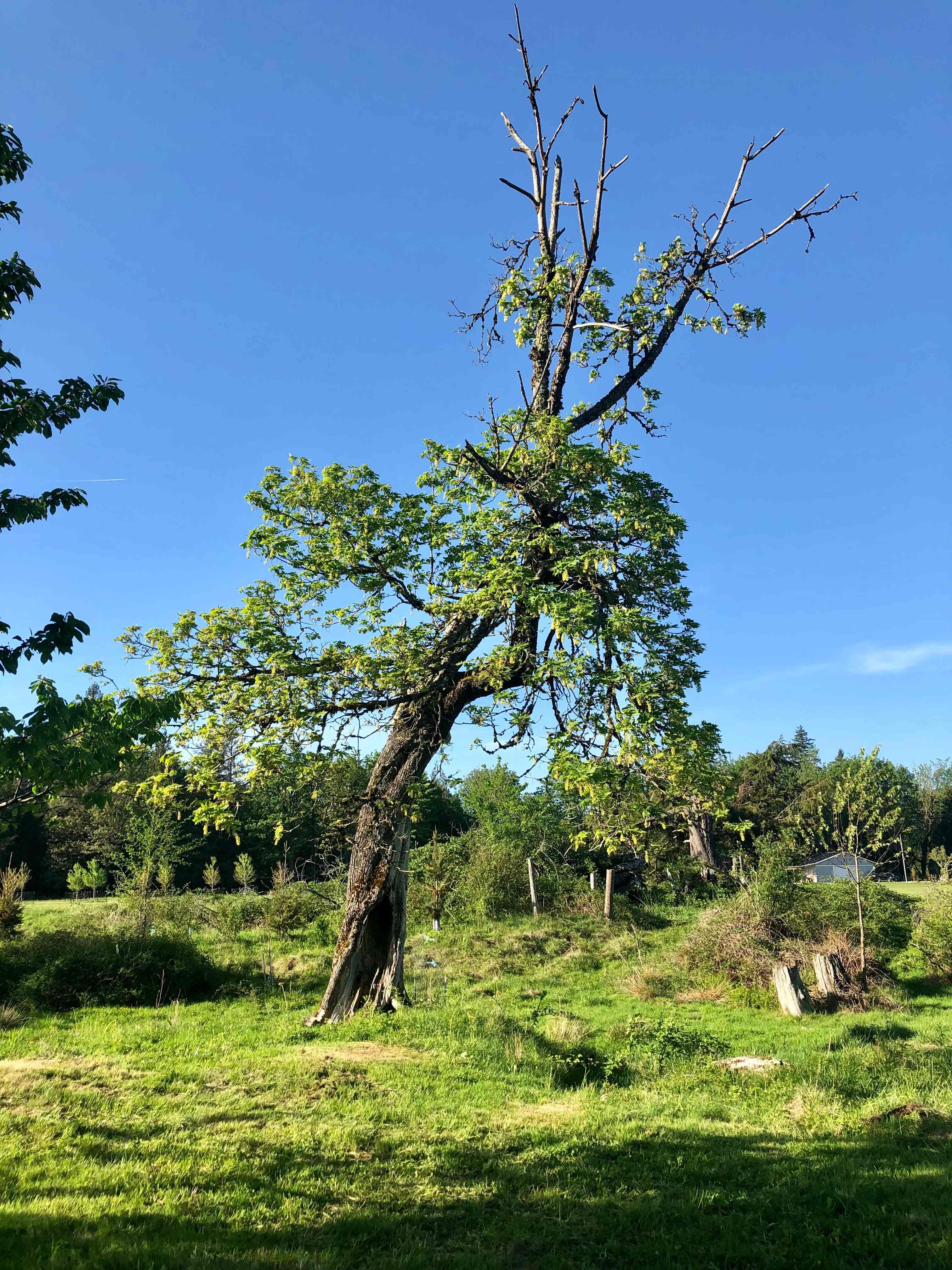 Hollow Tree Campsite